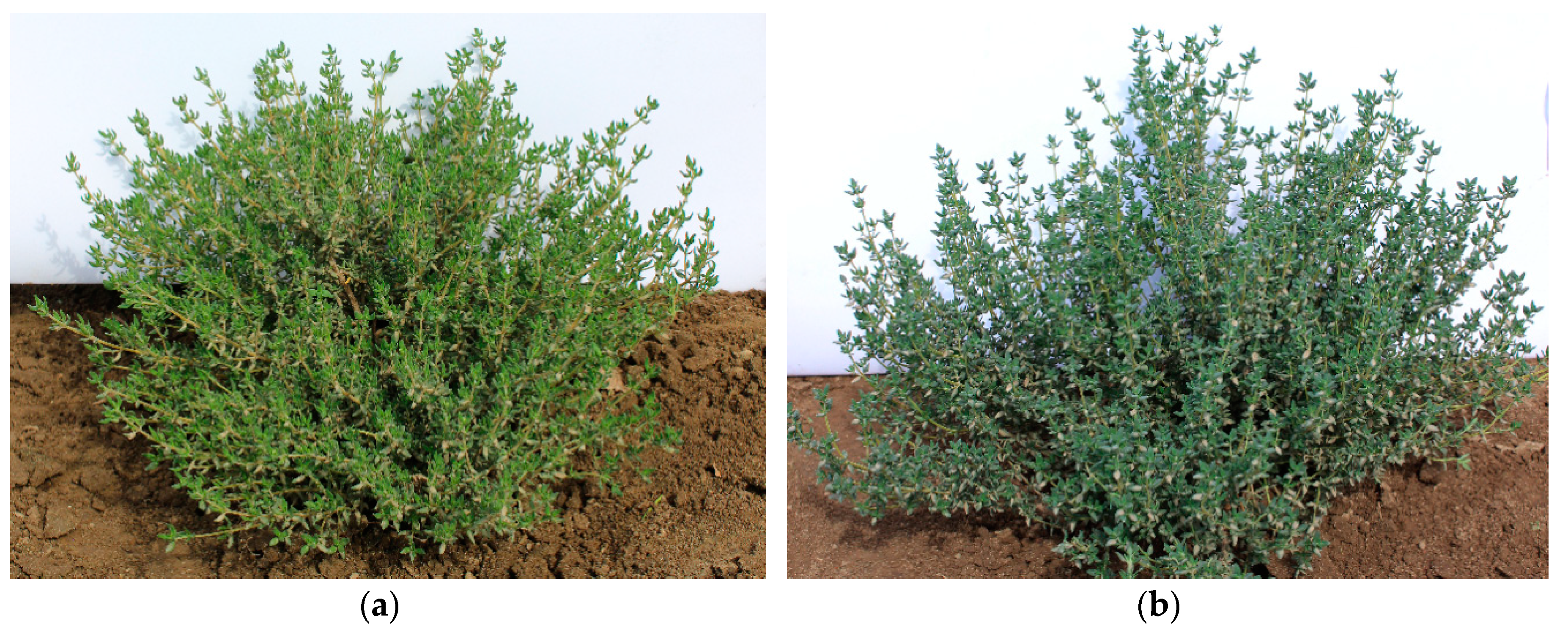 Agronomy 10 00909 g001