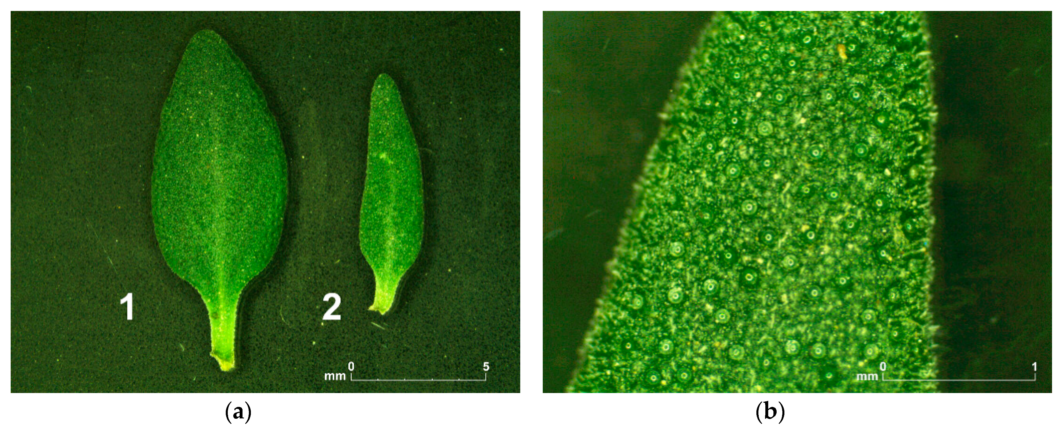 Agronomy 10 00909 g002