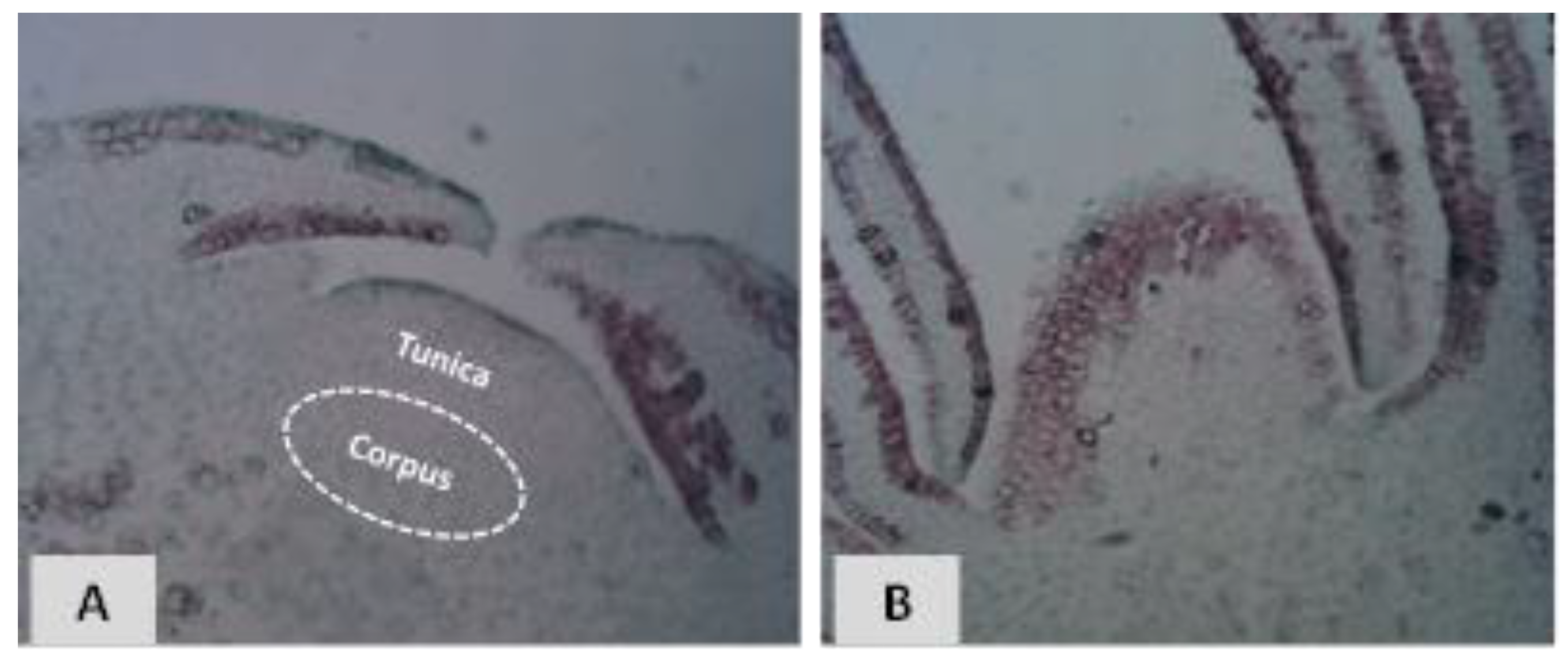 Agronomy 10 00914 g004
