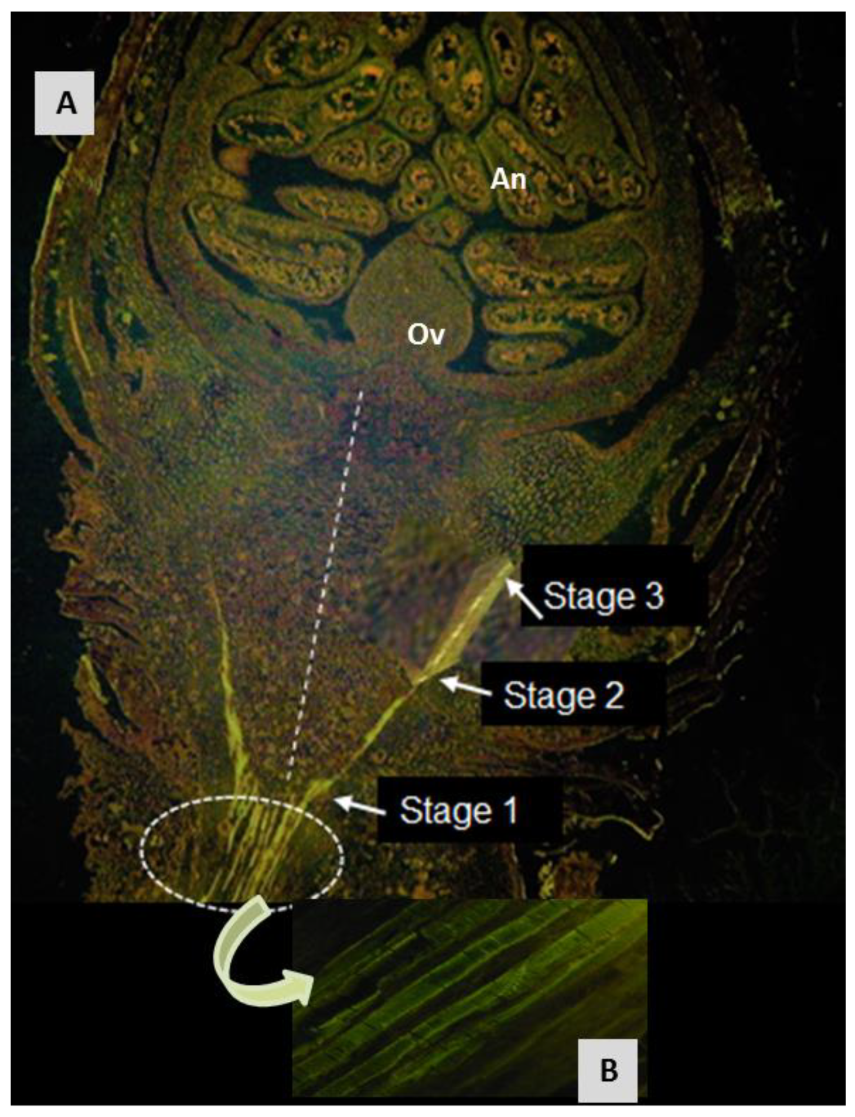 Agronomy 10 00914 g005