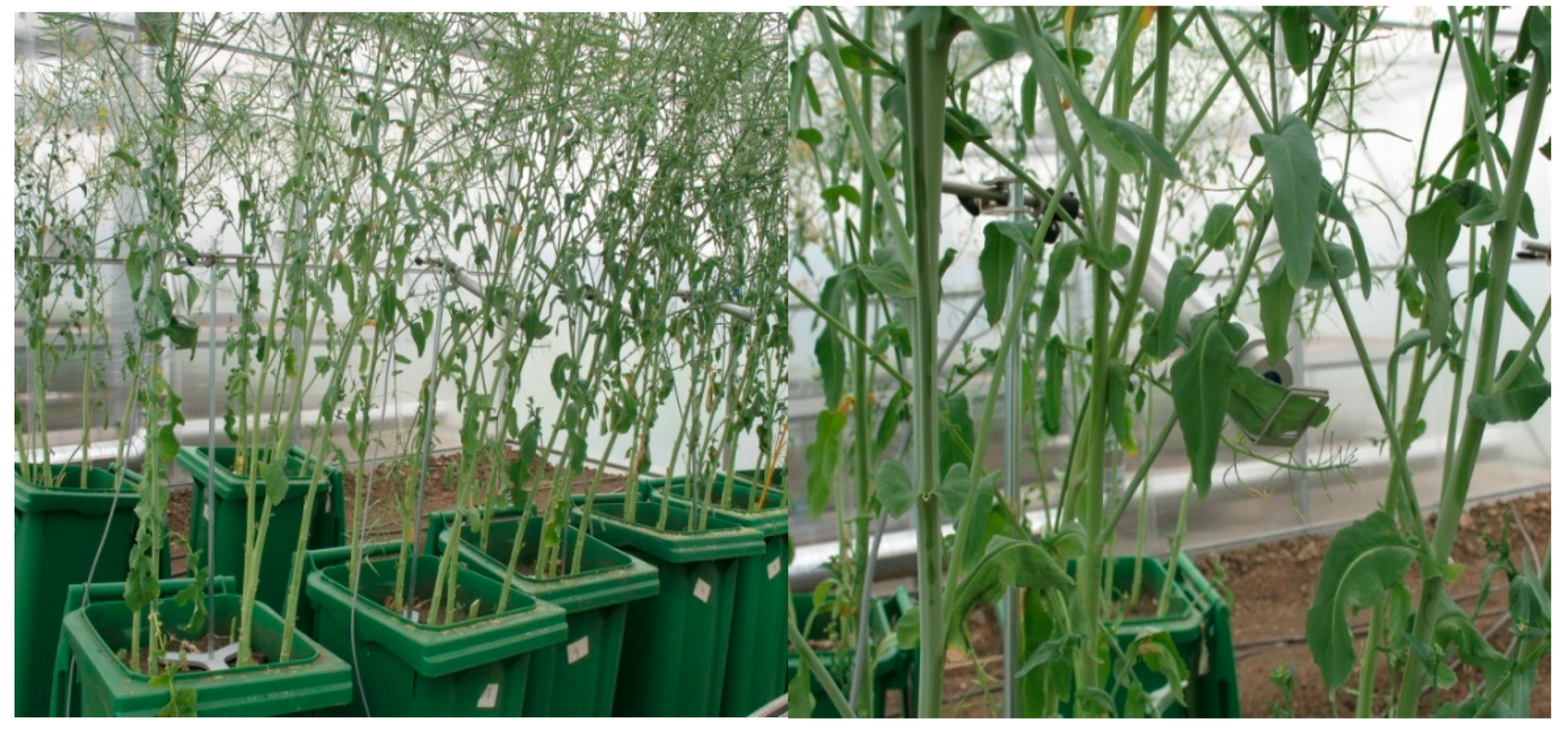 Agronomy 10 00936 g027