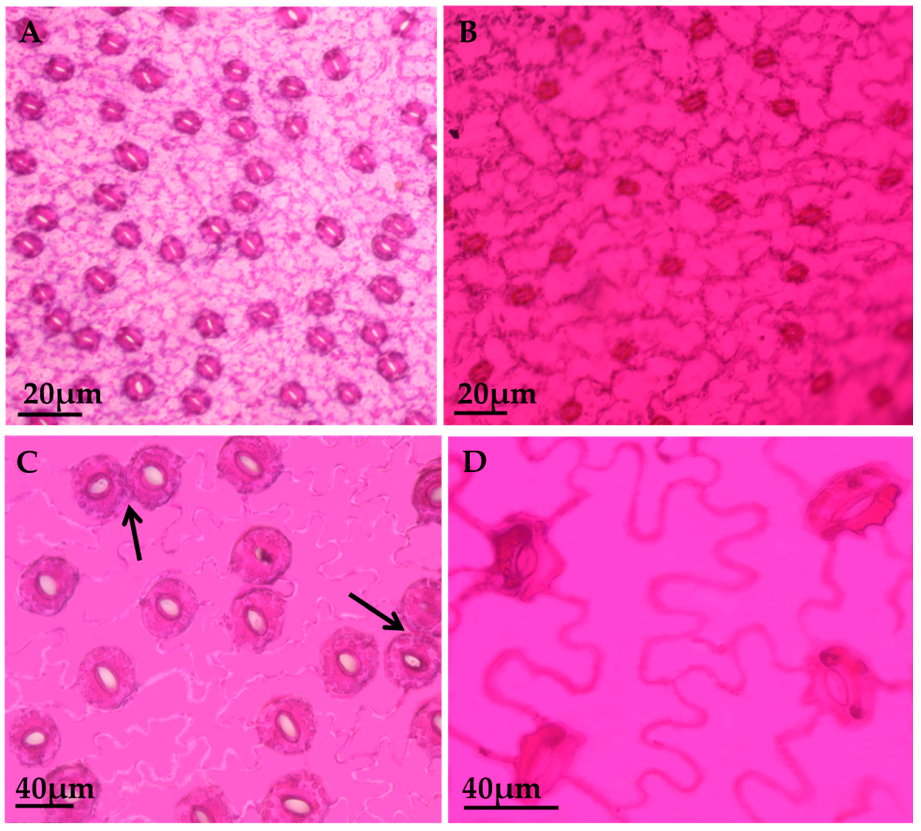 Agronomy 10 00949 g002