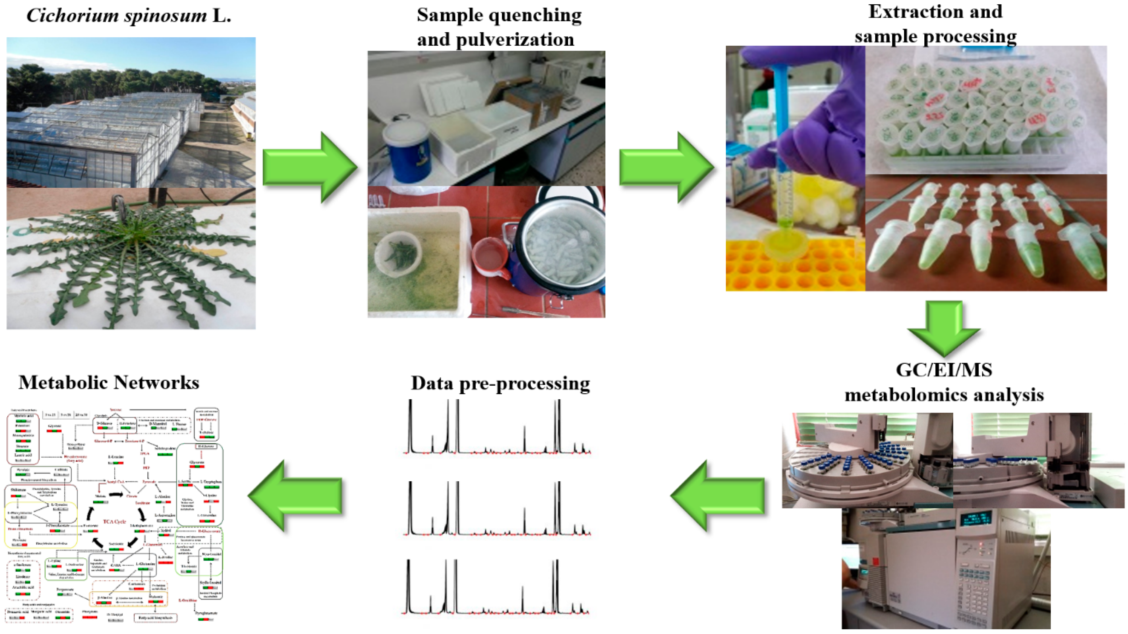 Agronomy 10 00952 g001