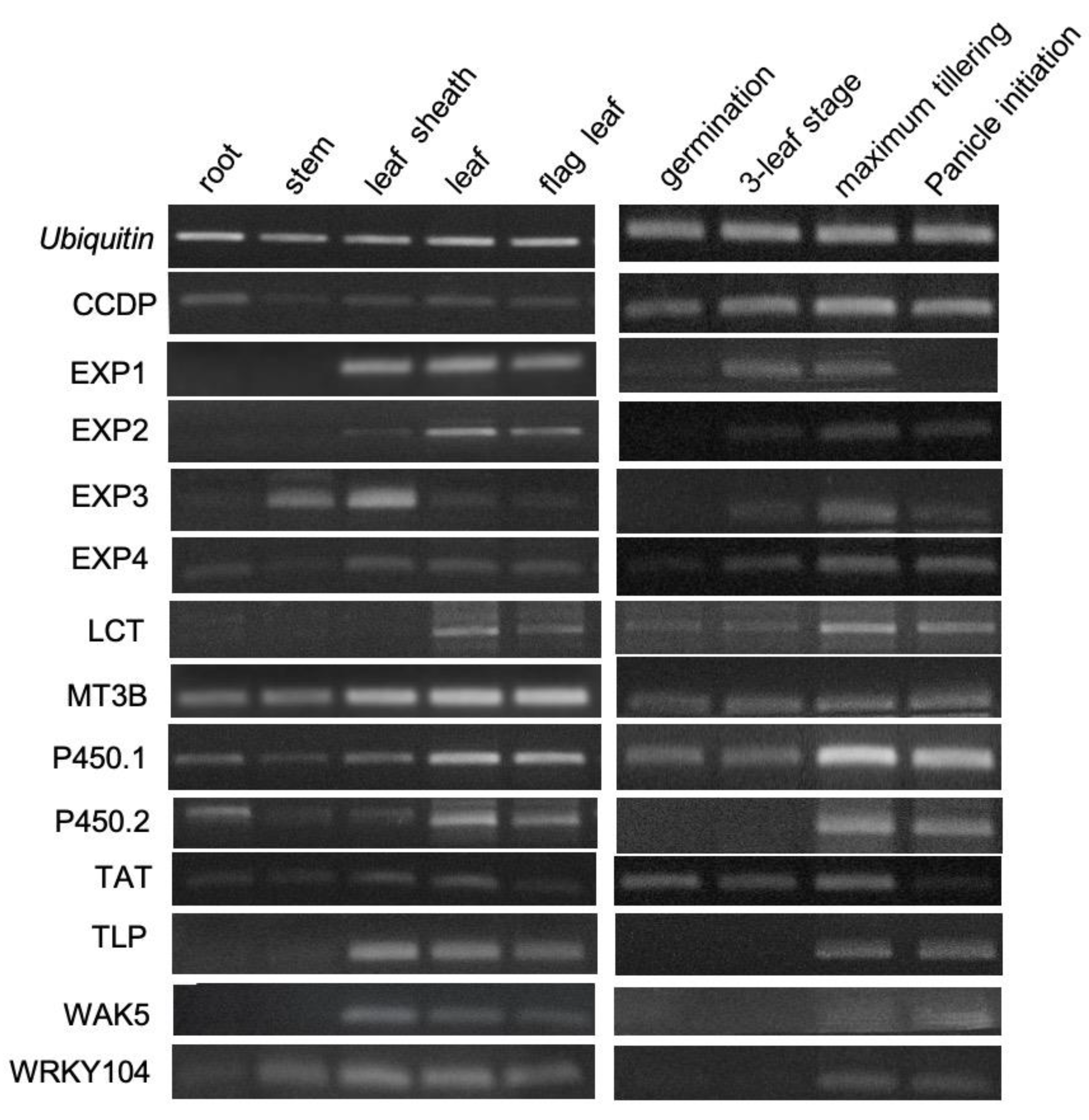 Agronomy 10 00960 g006