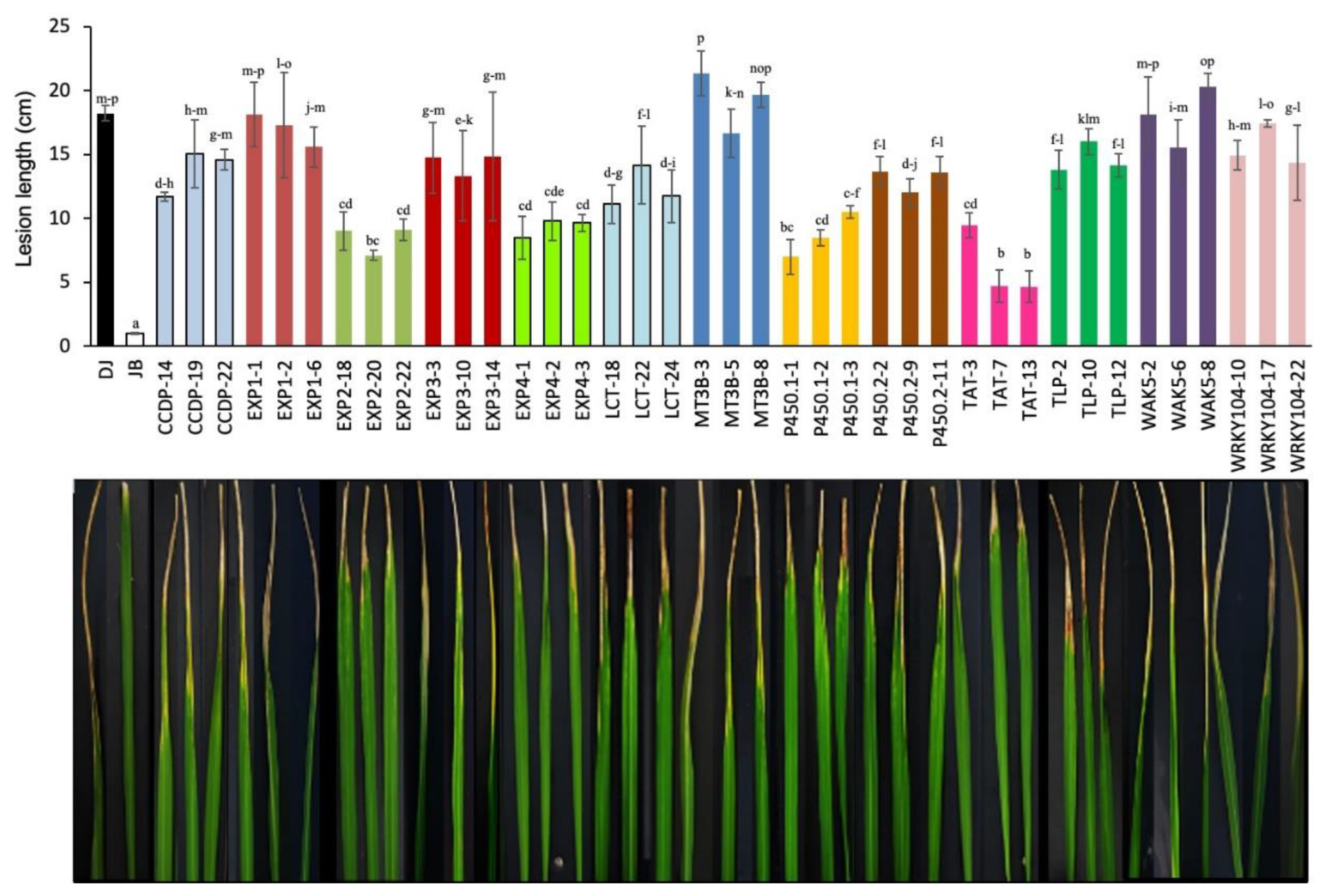Agronomy 10 00960 g008
