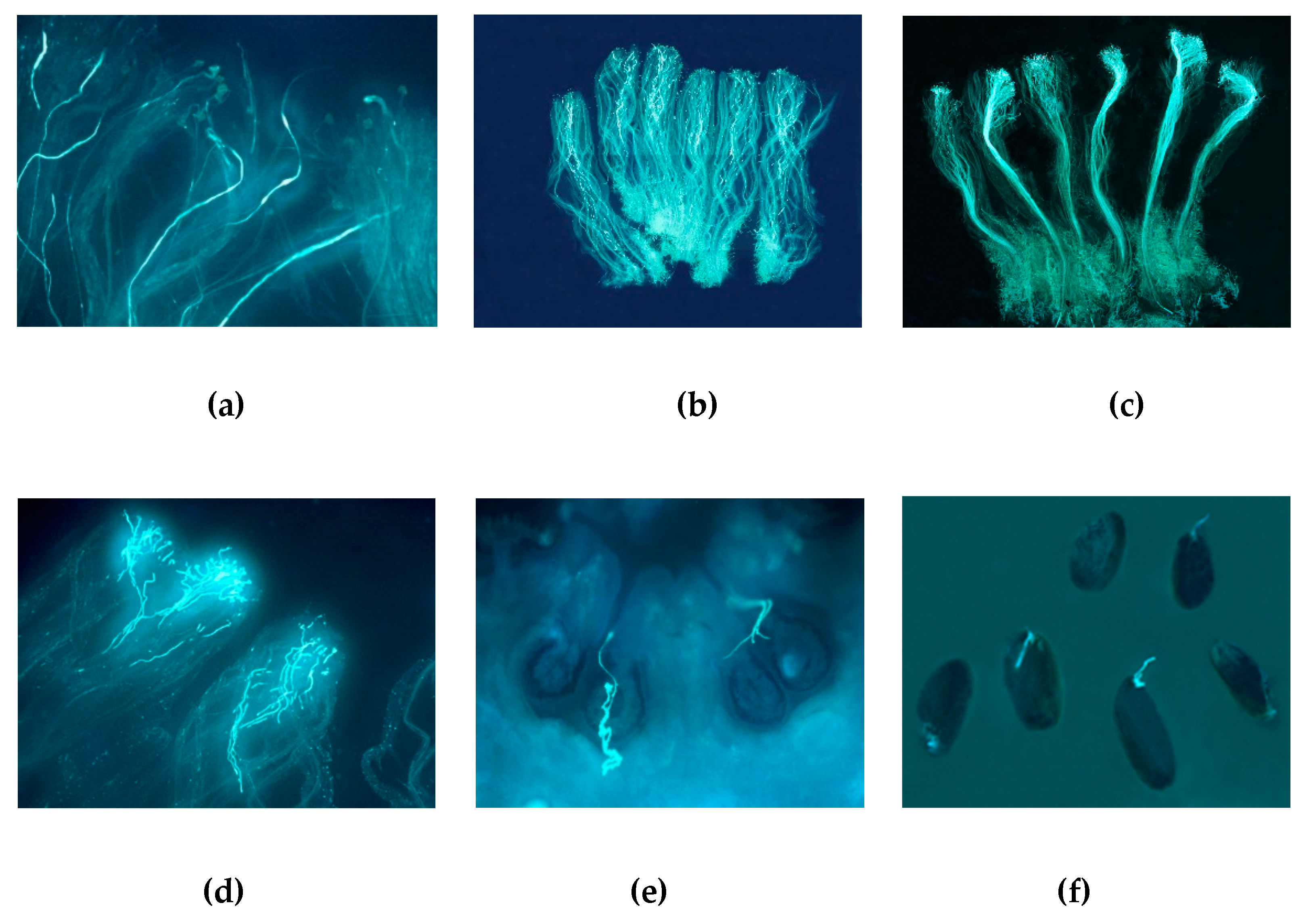 Agronomy 10 00970 g004