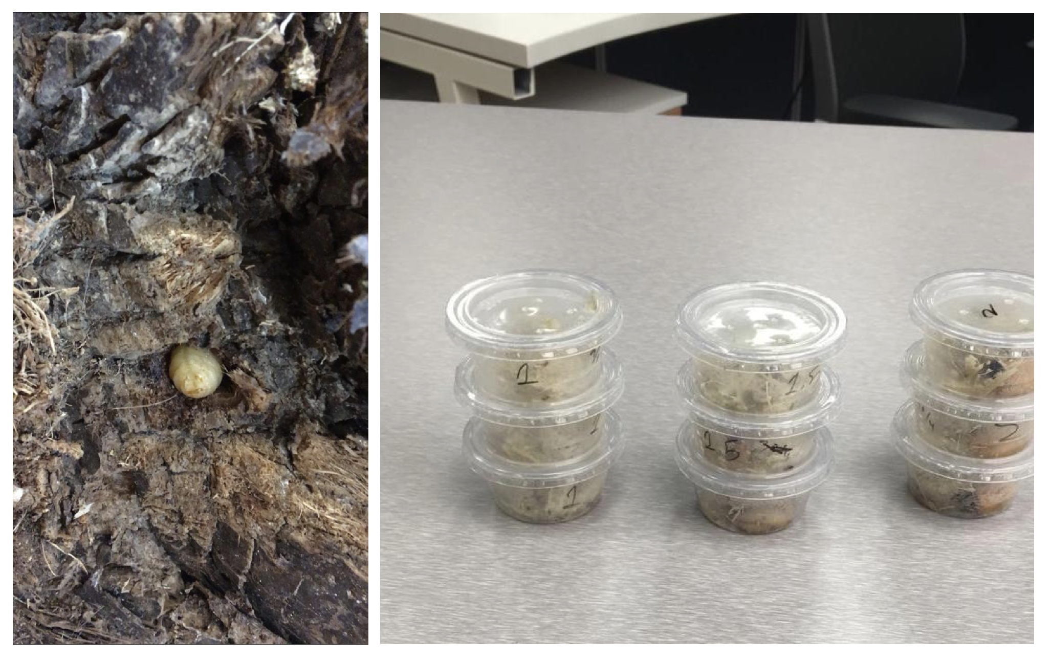 Agronomy 10 00987 g008