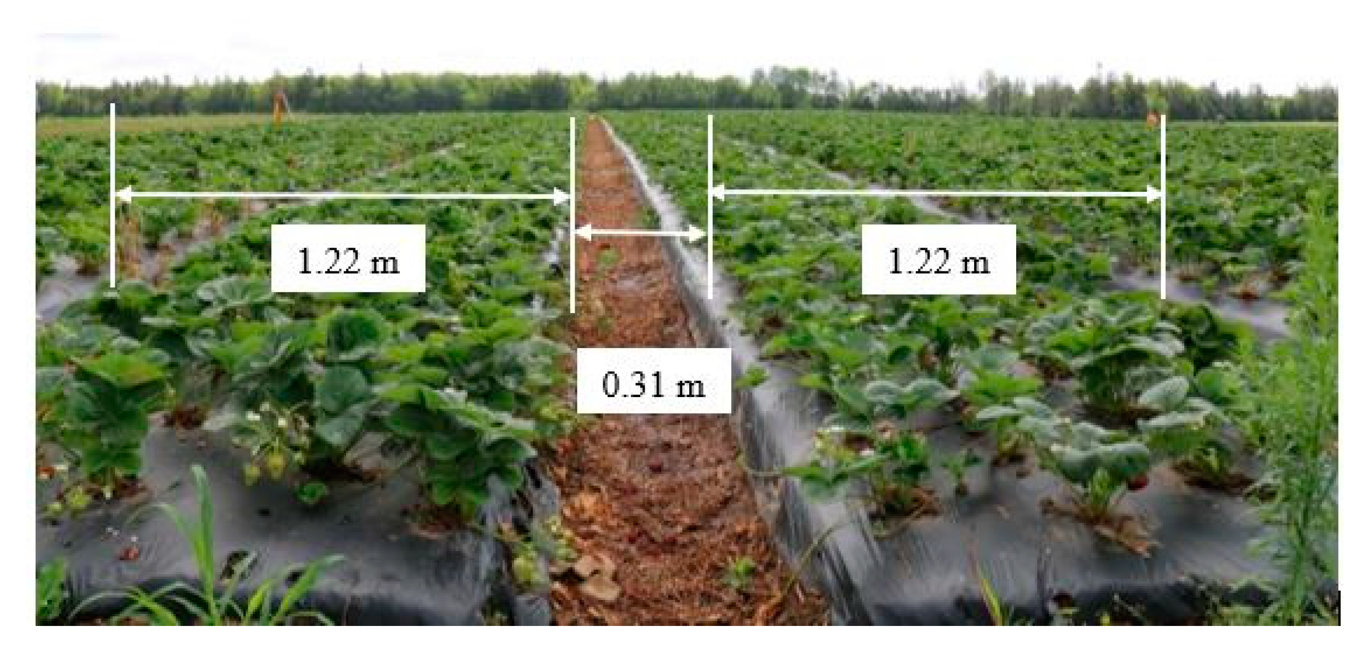 Agronomy 10 01027 g006