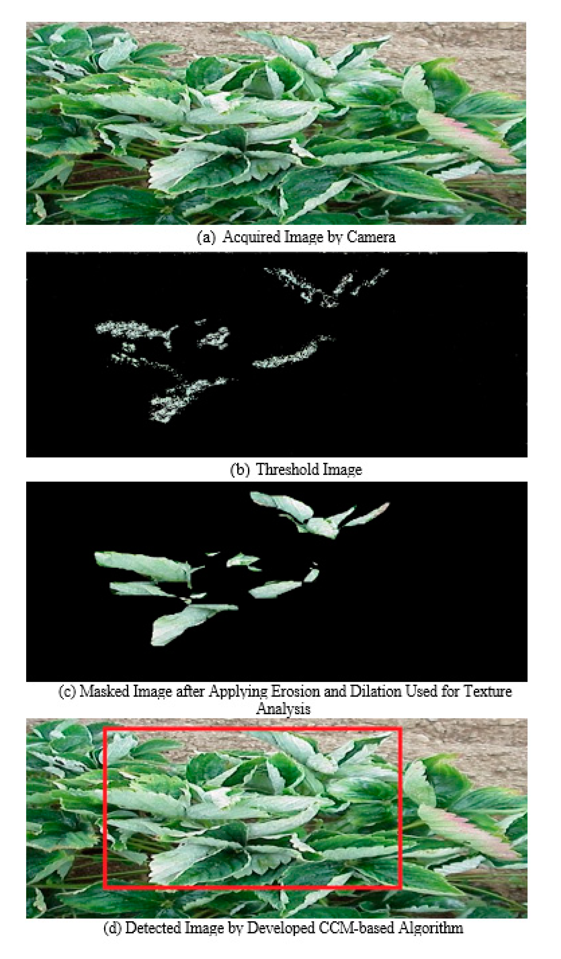 Agronomy 10 01027 g007