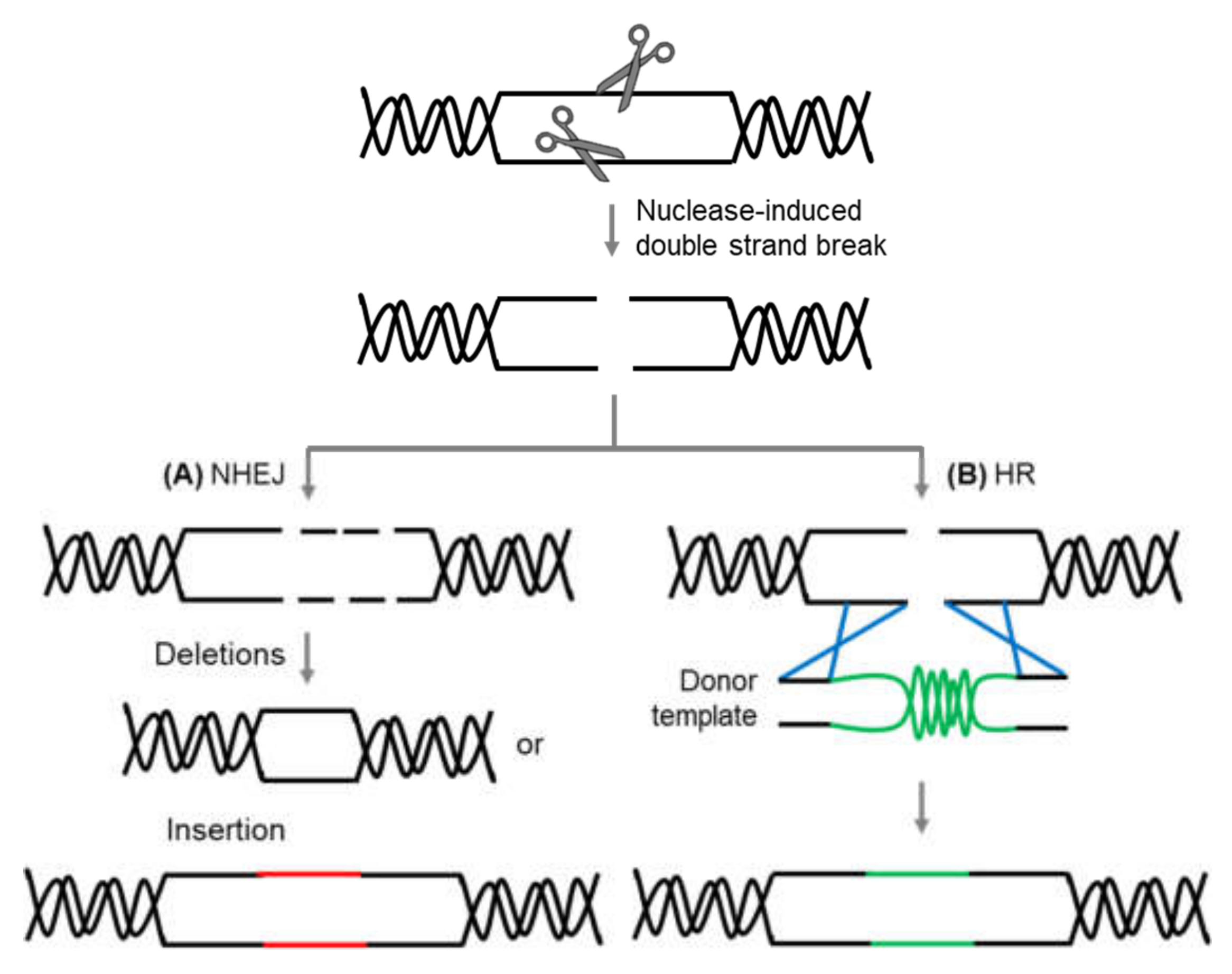 Agronomy 10 01033 g001