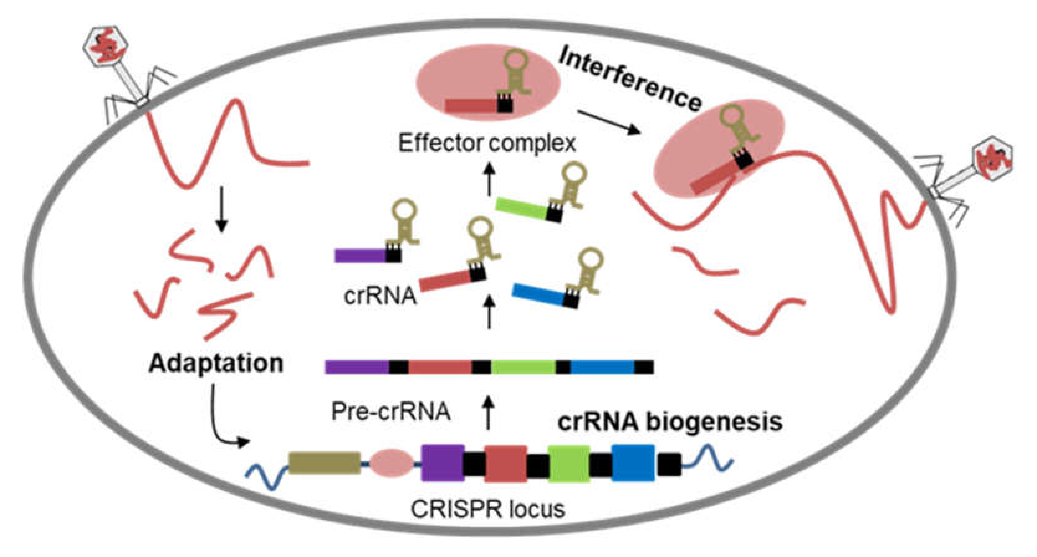 Agronomy 10 01033 g002