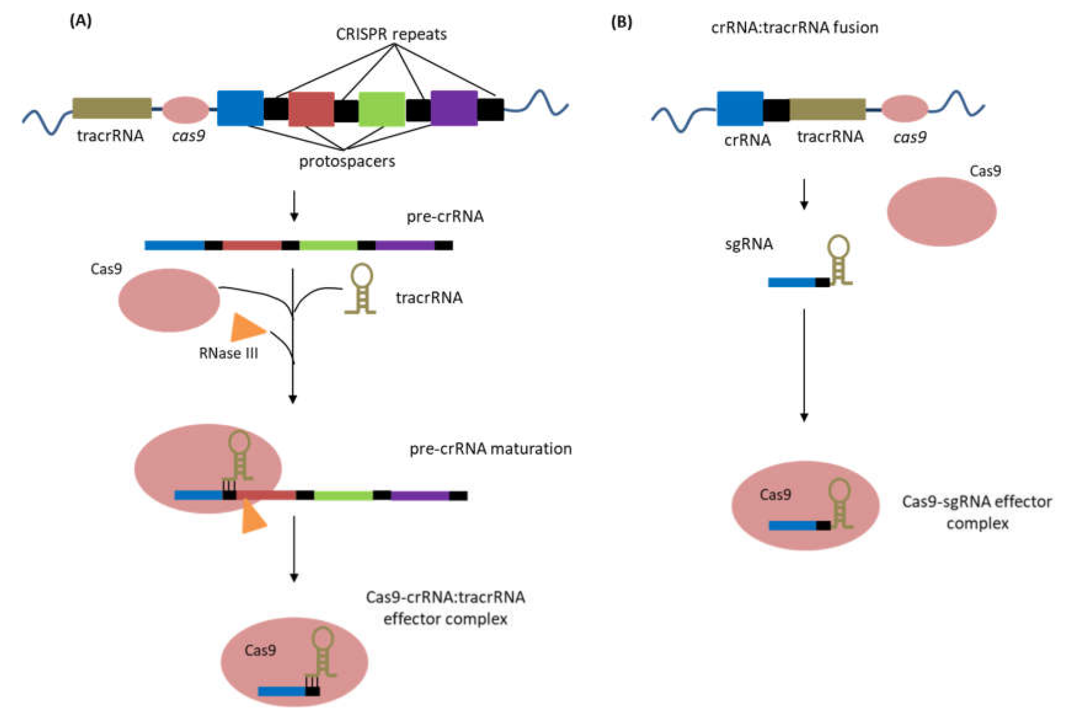 Agronomy 10 01033 g003