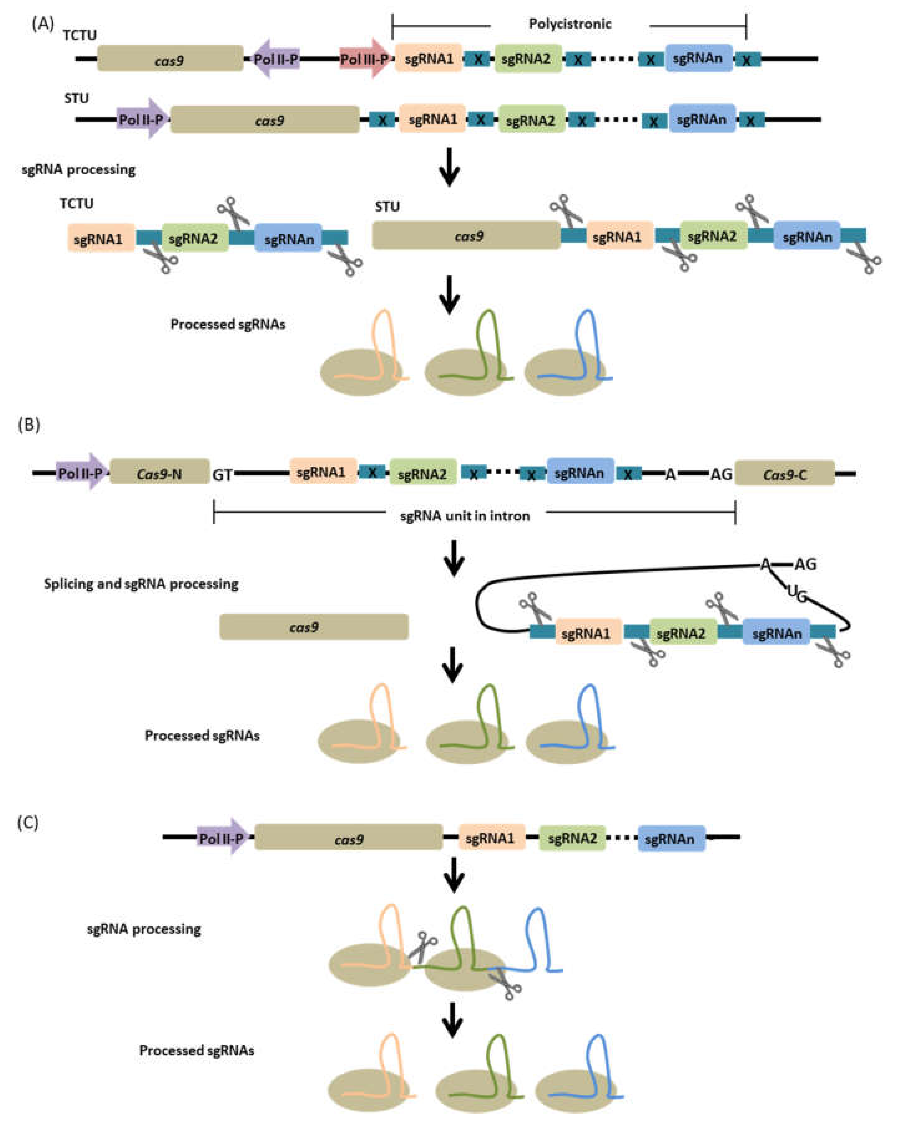 Agronomy 10 01033 g005