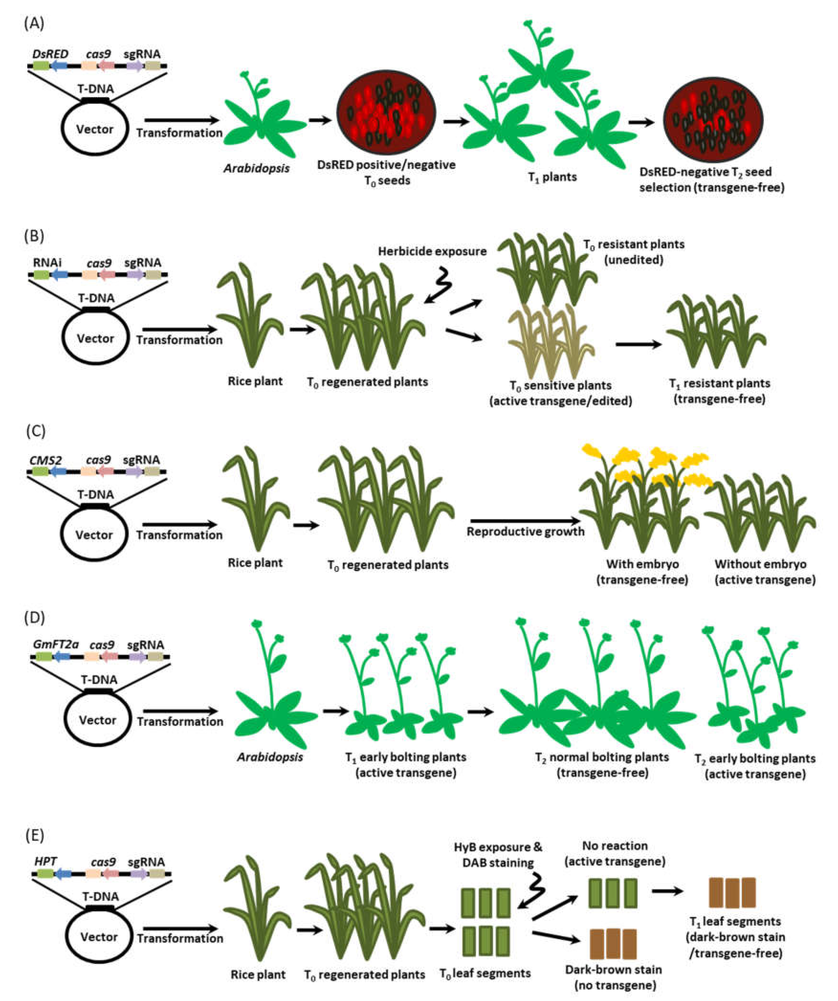 Agronomy 10 01033 g007