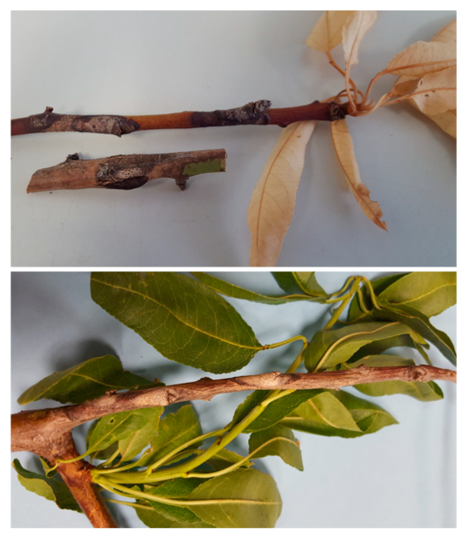 Agronomy 10 01062 g001