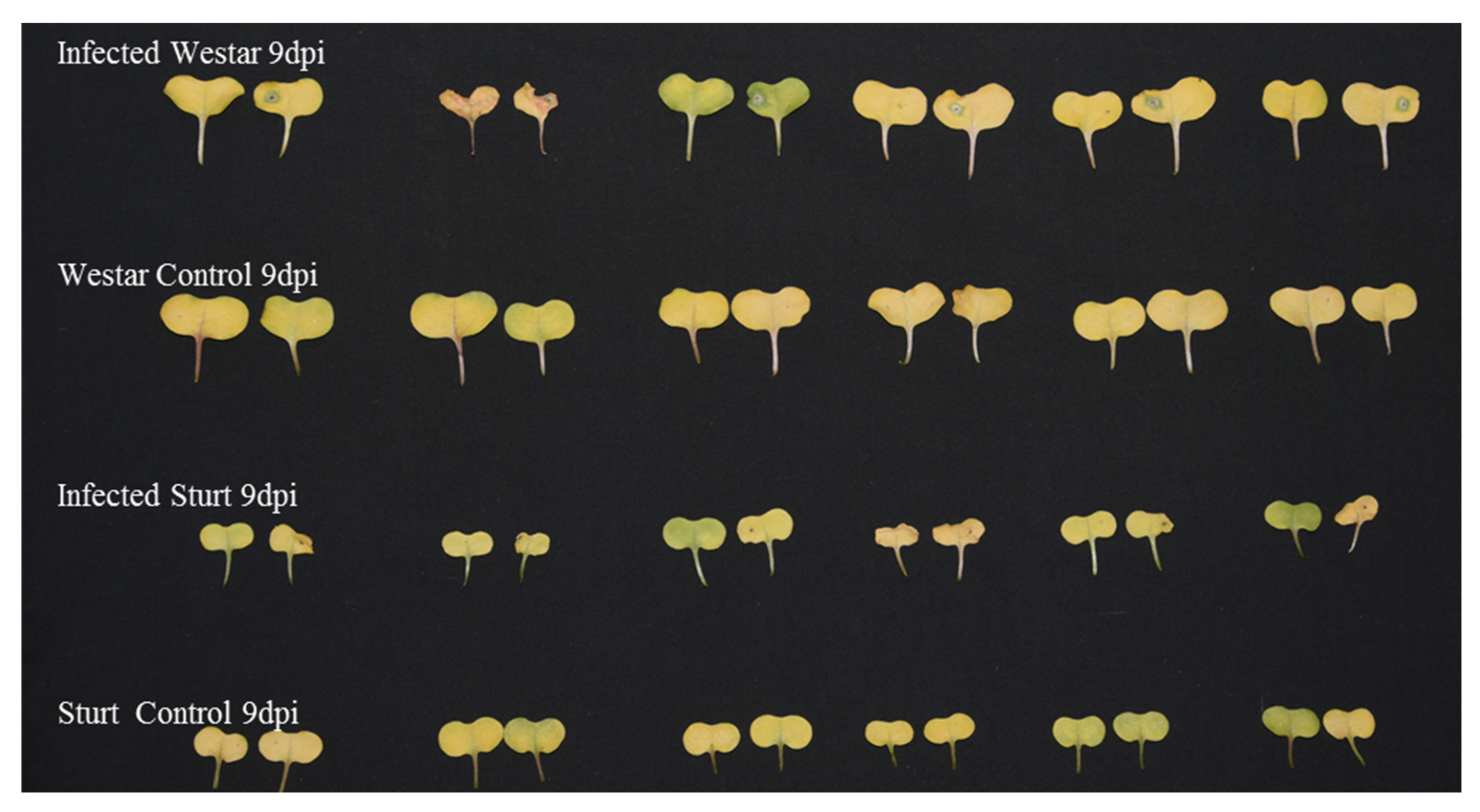 Agronomy 10 01072 g001