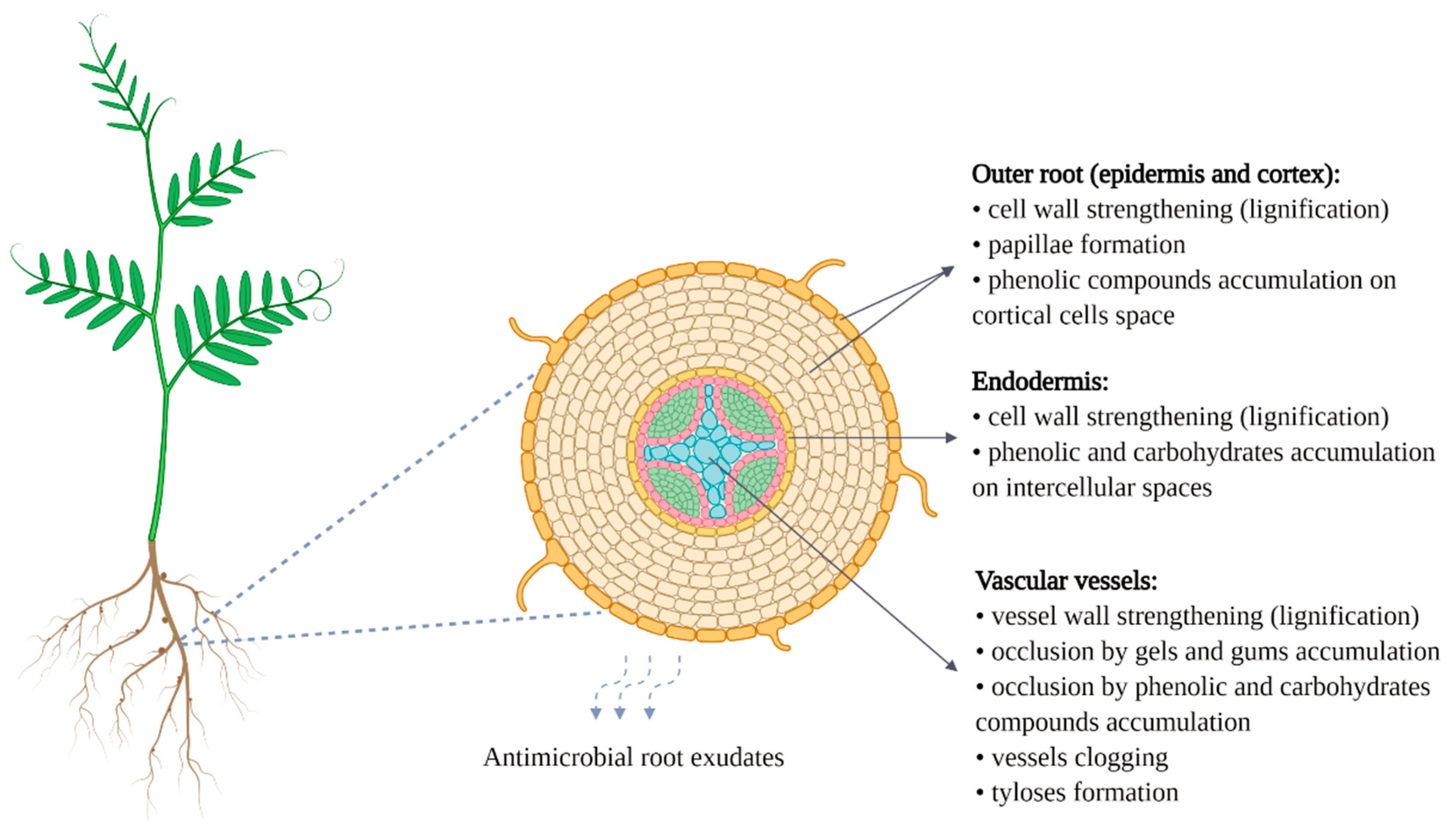 Agronomy 10 01073 g001