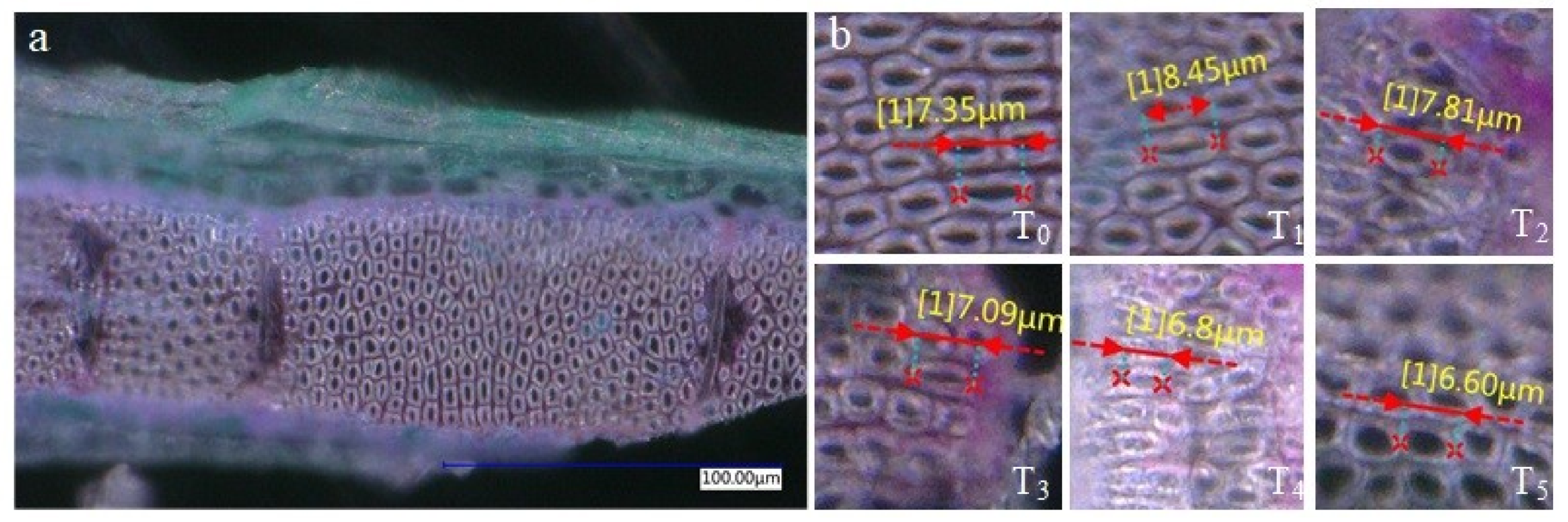 Agronomy 10 01080 g004