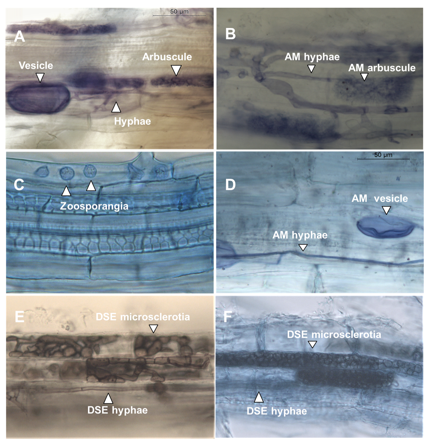 Agronomy 10 01089 g001