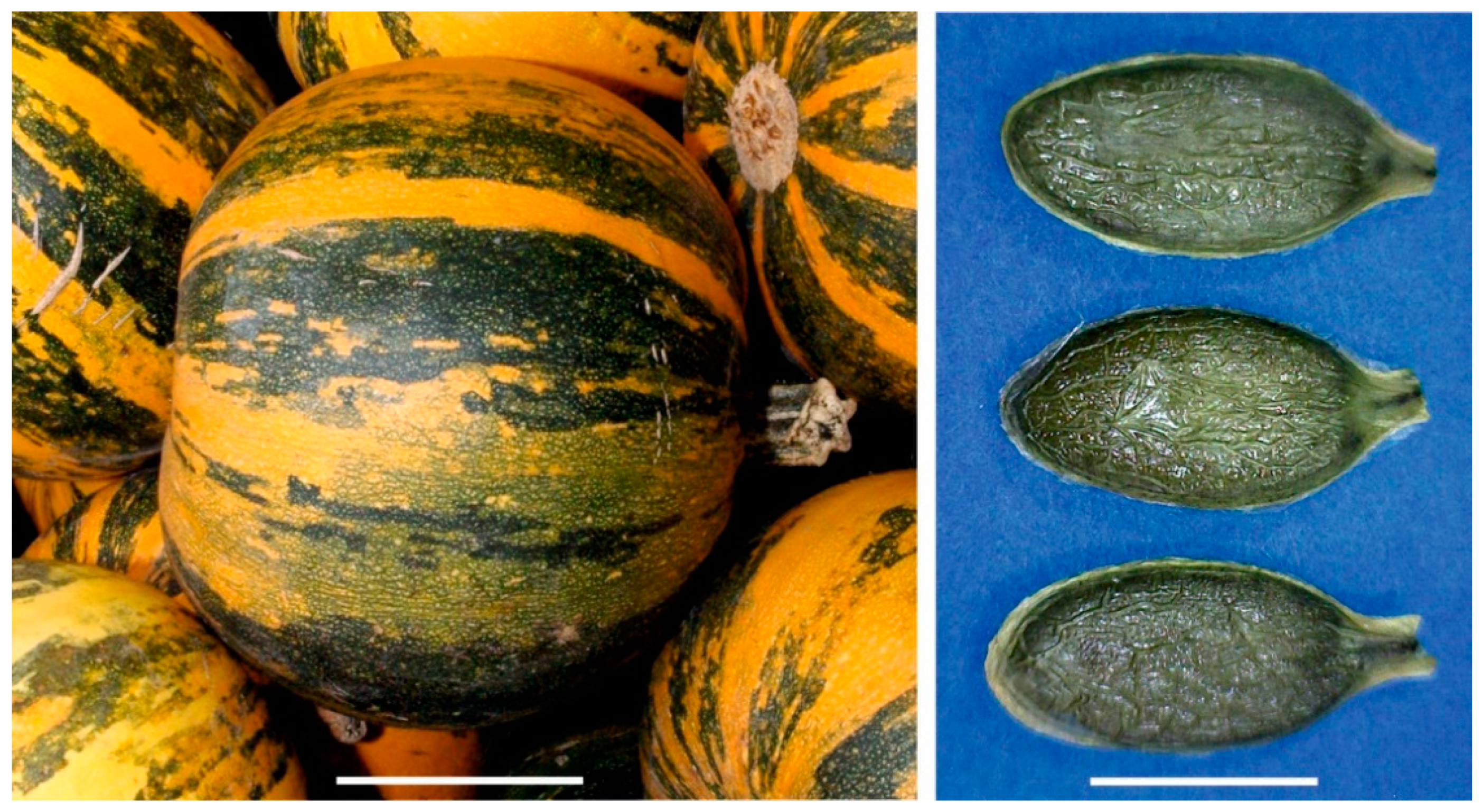 Agronomy 10 01104 g001