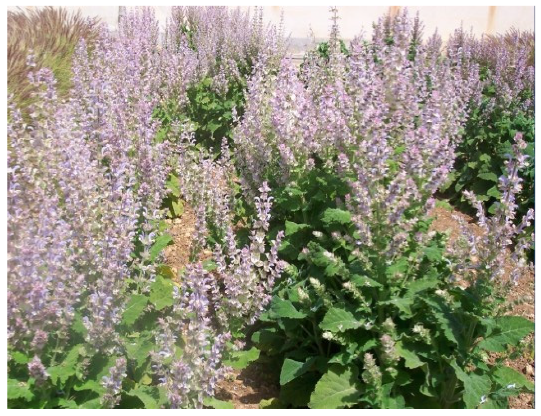 Agronomy 10 01114 g002