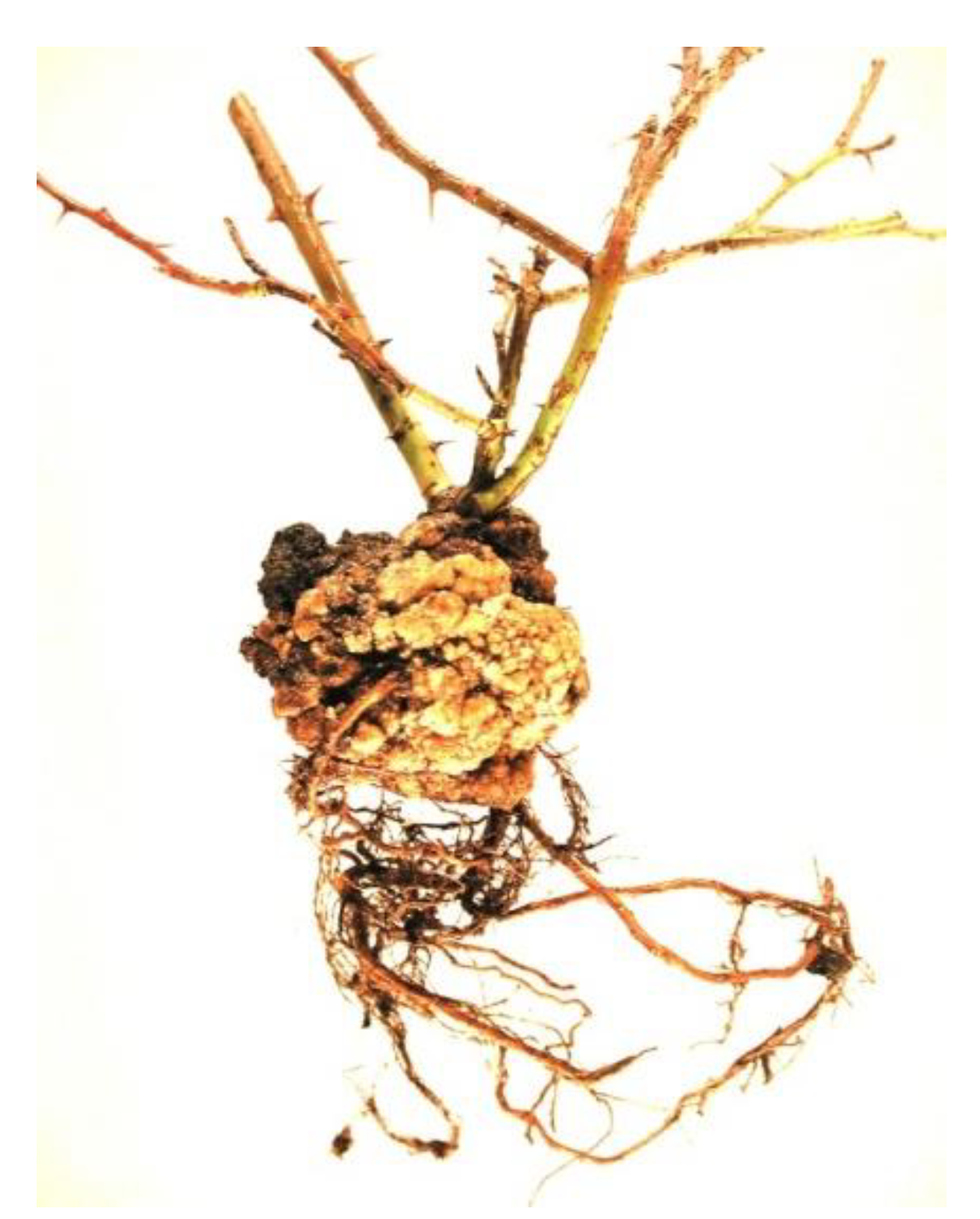 Agronomy 10 01126 g001