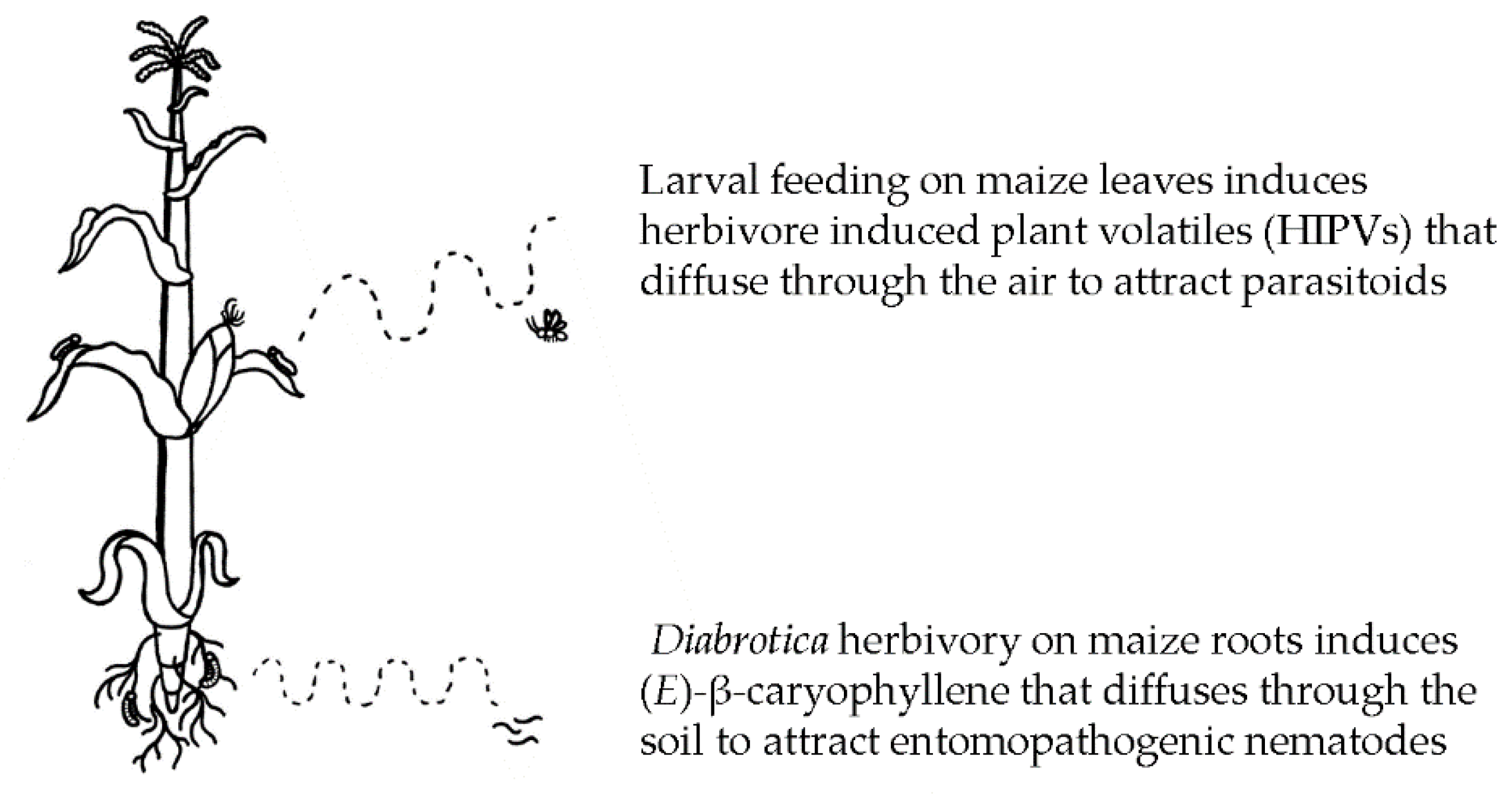 Agronomy 10 01156 g003