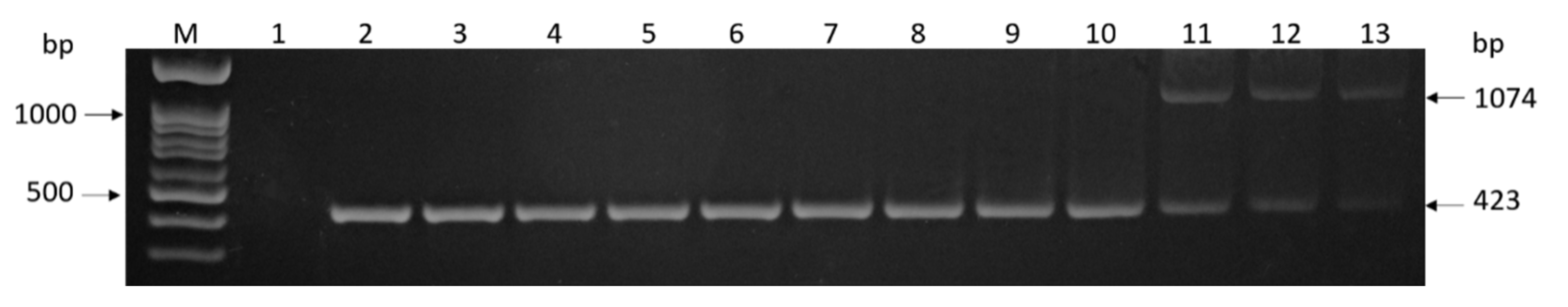 Agronomy 10 01170 g005