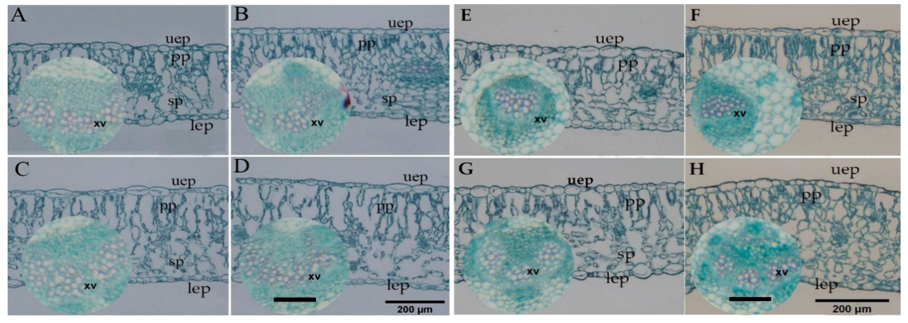 Agronomy 10 01186 g009