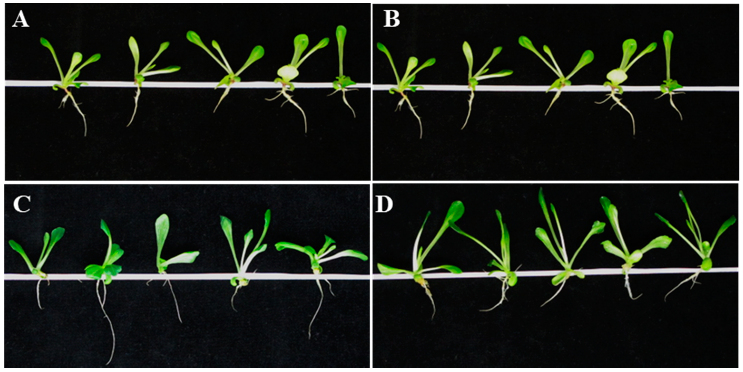 Agronomy 10 01192 g006