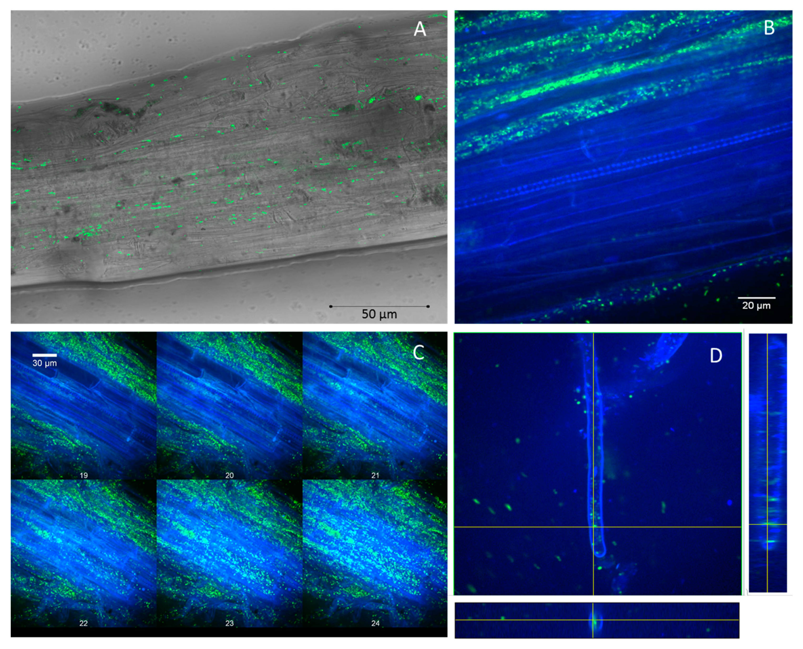 Agronomy 10 01196 g004