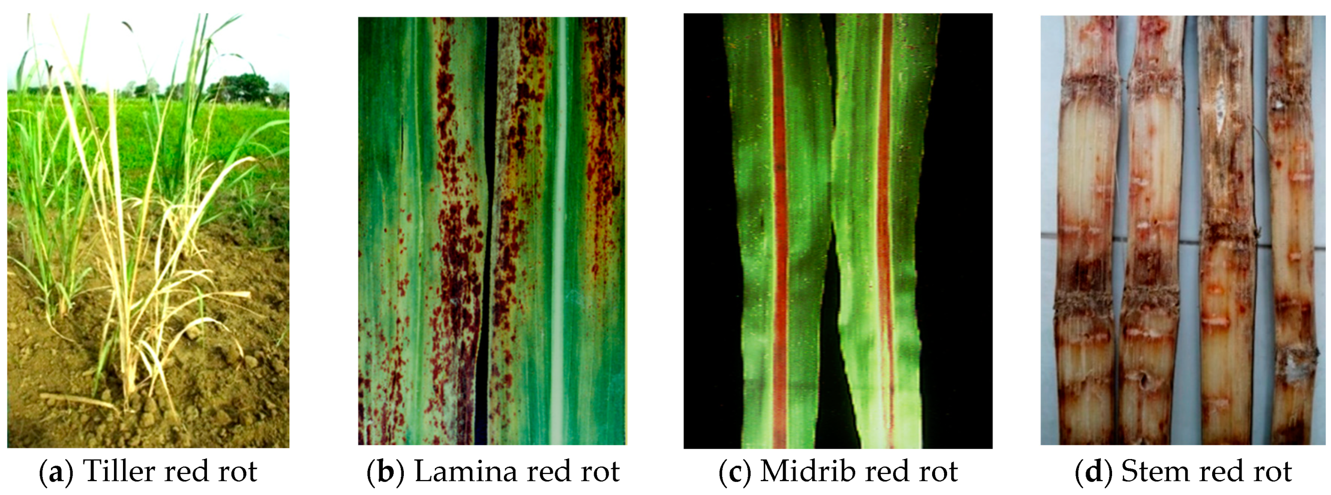 Agronomy 10 01253 g002