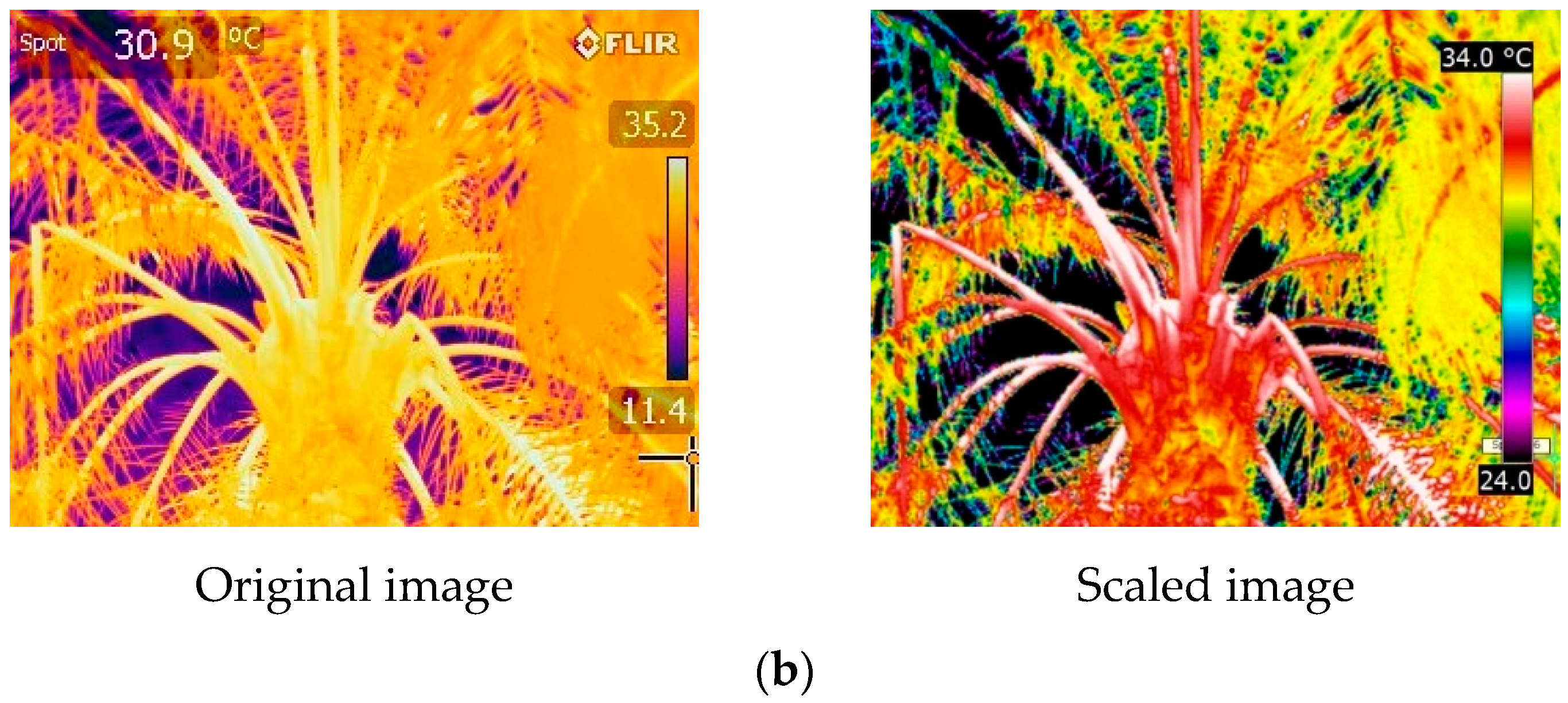 Agronomy 10 01253 g004b