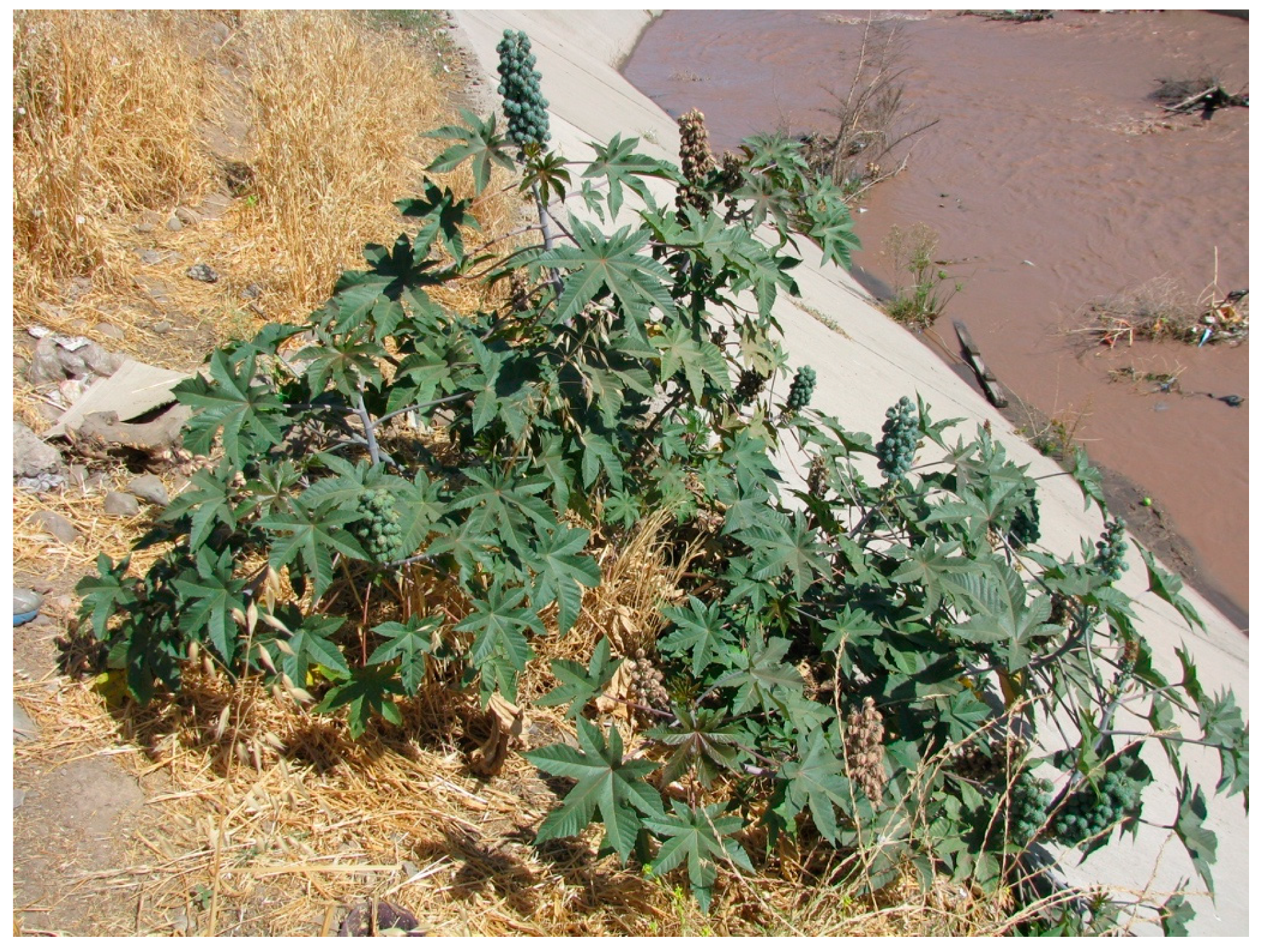 Agronomy 10 01259 g004