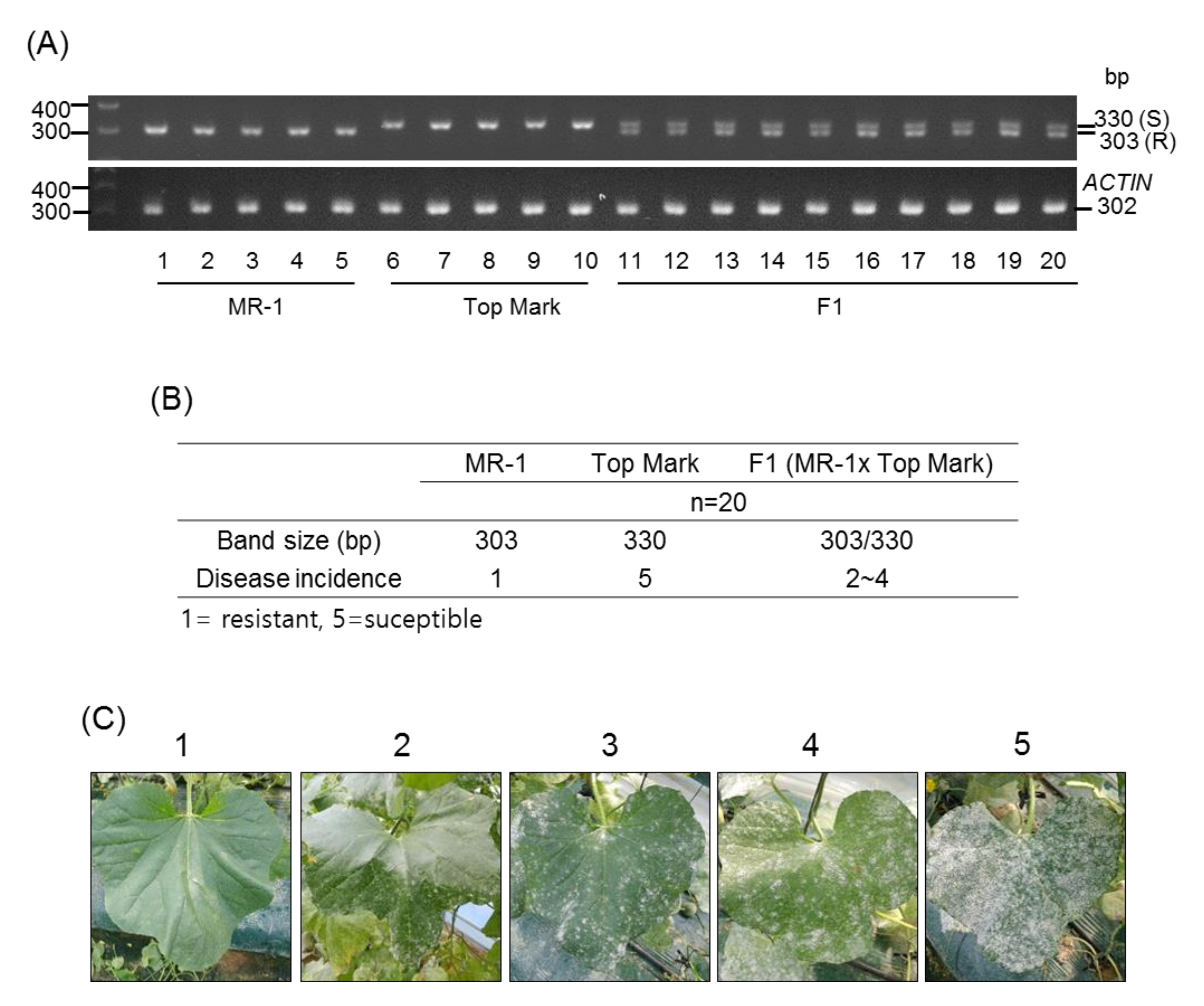 Agronomy 10 01274 g003 Agronomy 10 01274 g003