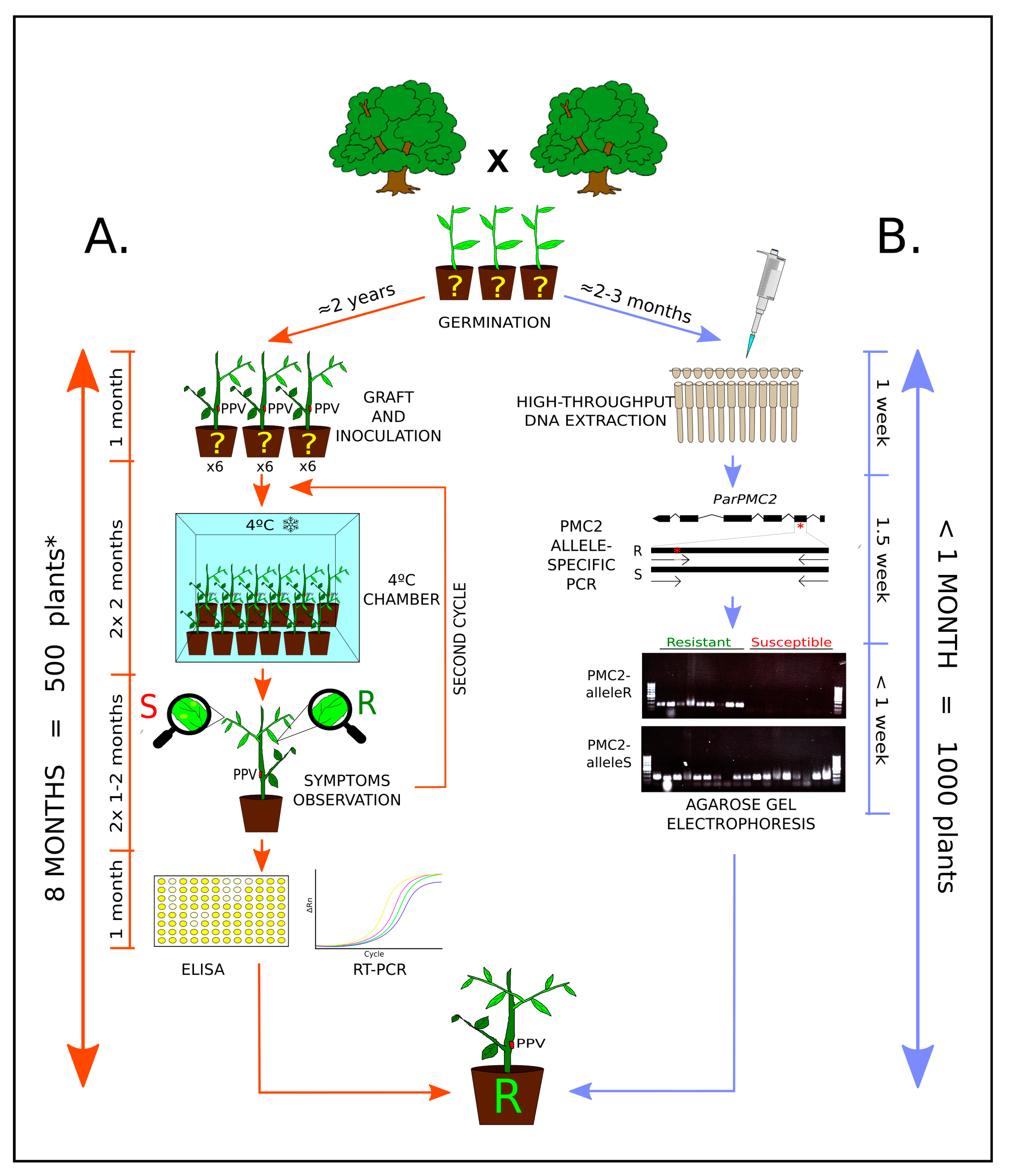 Agronomy 10 01292 g001