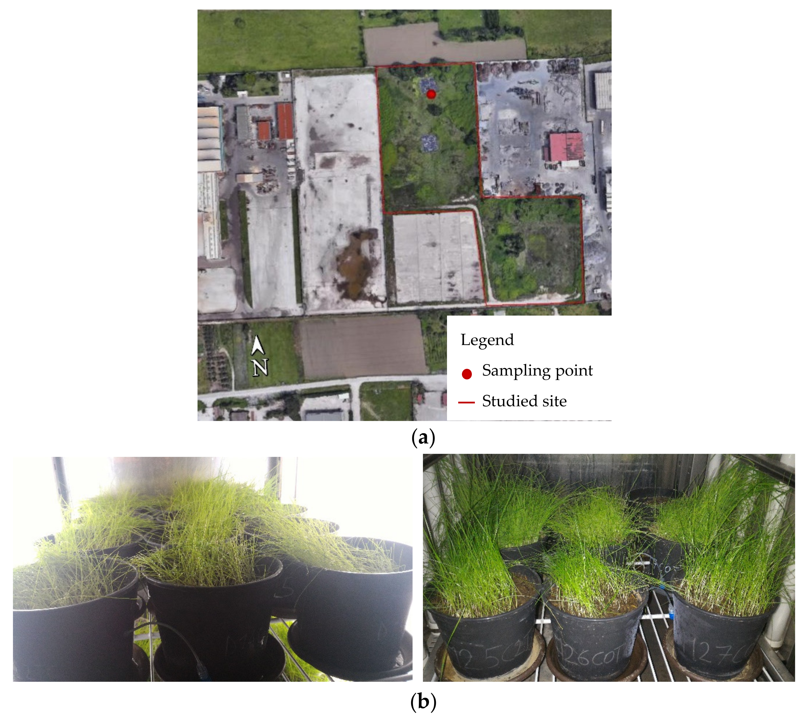 Agronomy 10 01310 g001