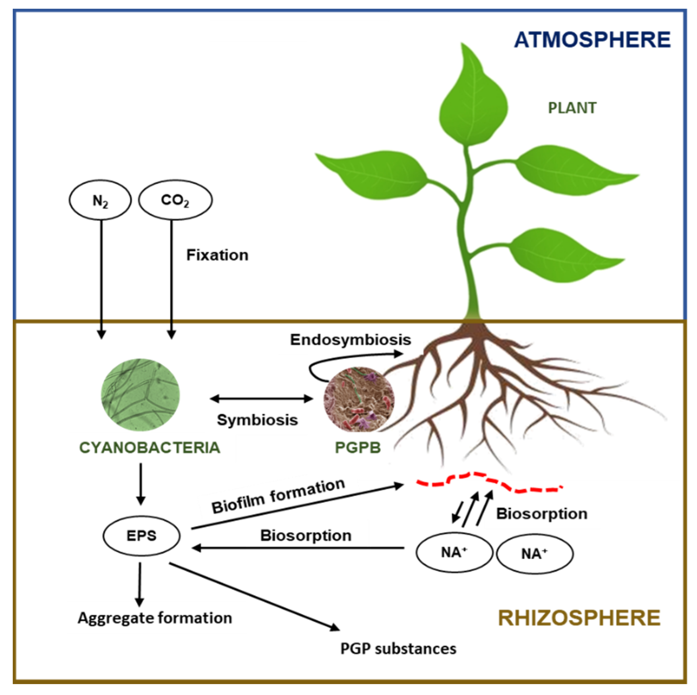Agronomy 10 01321 g002
