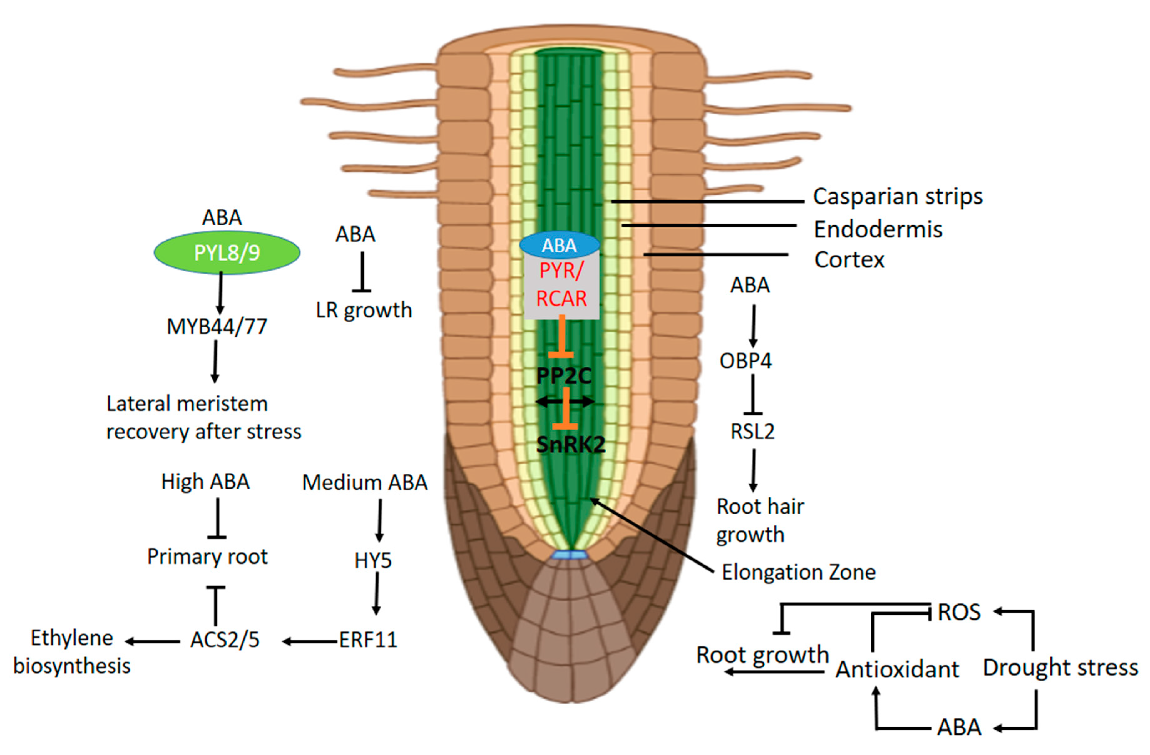 Agronomy 10 01323 g005
