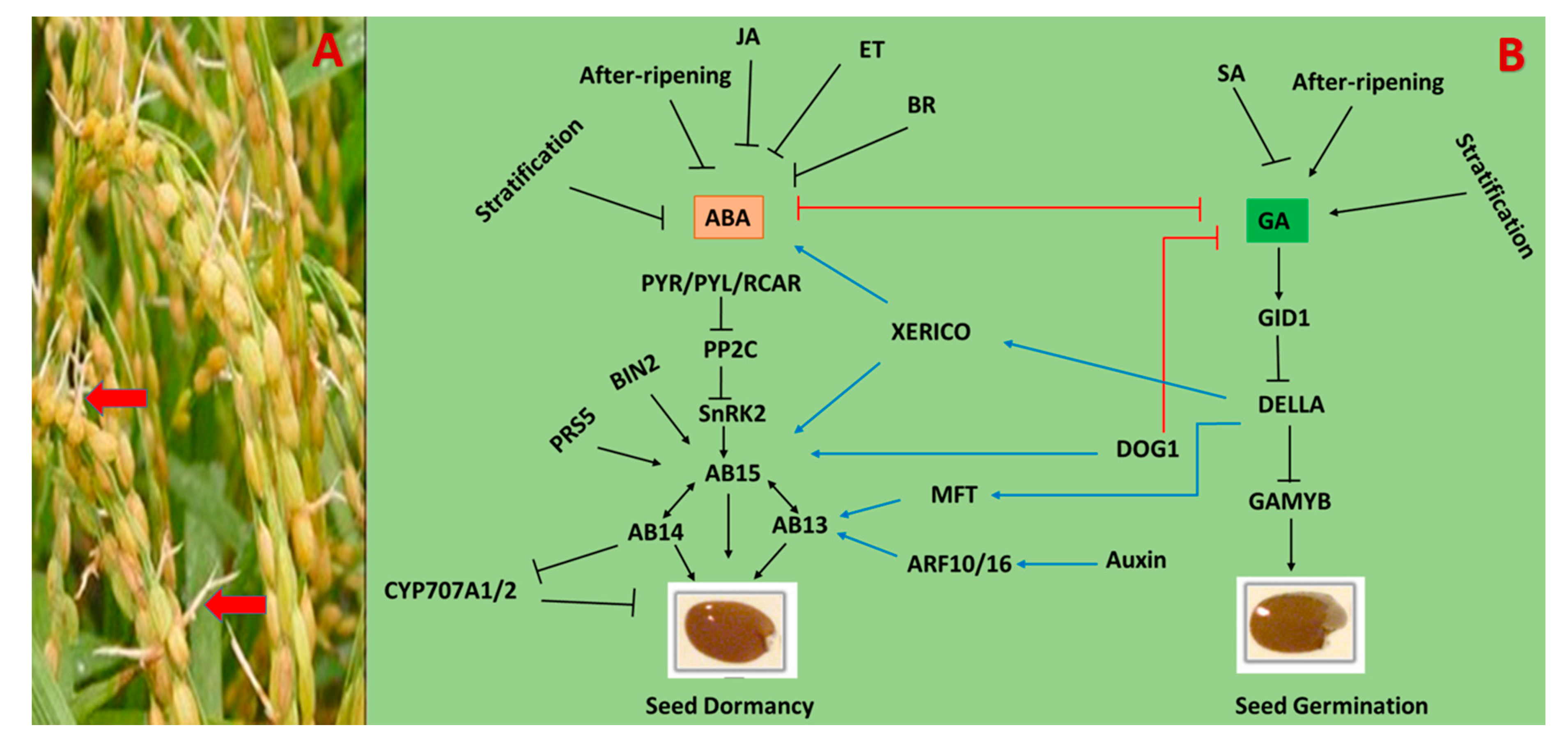 Agronomy 10 01323 g006