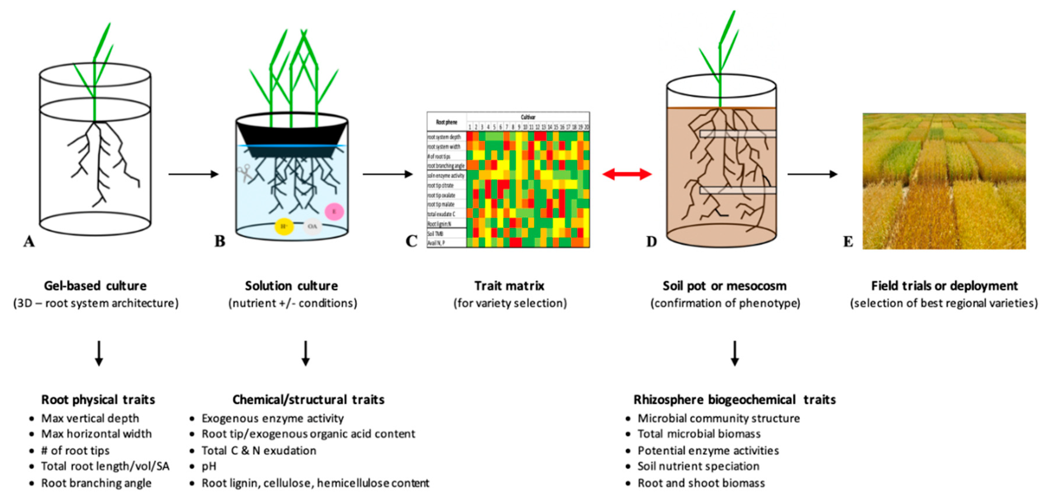 Agronomy 10 01328 g002