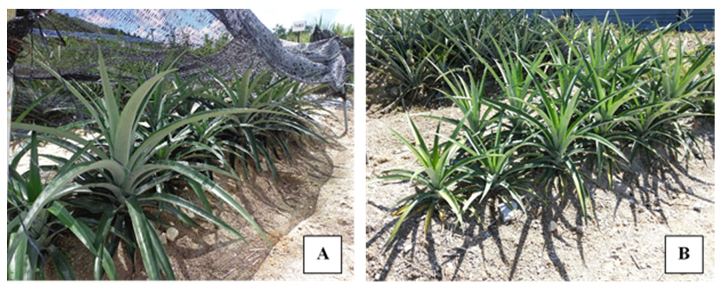 Agronomy 10 01333 g001 Agronomy 10 01333 g001