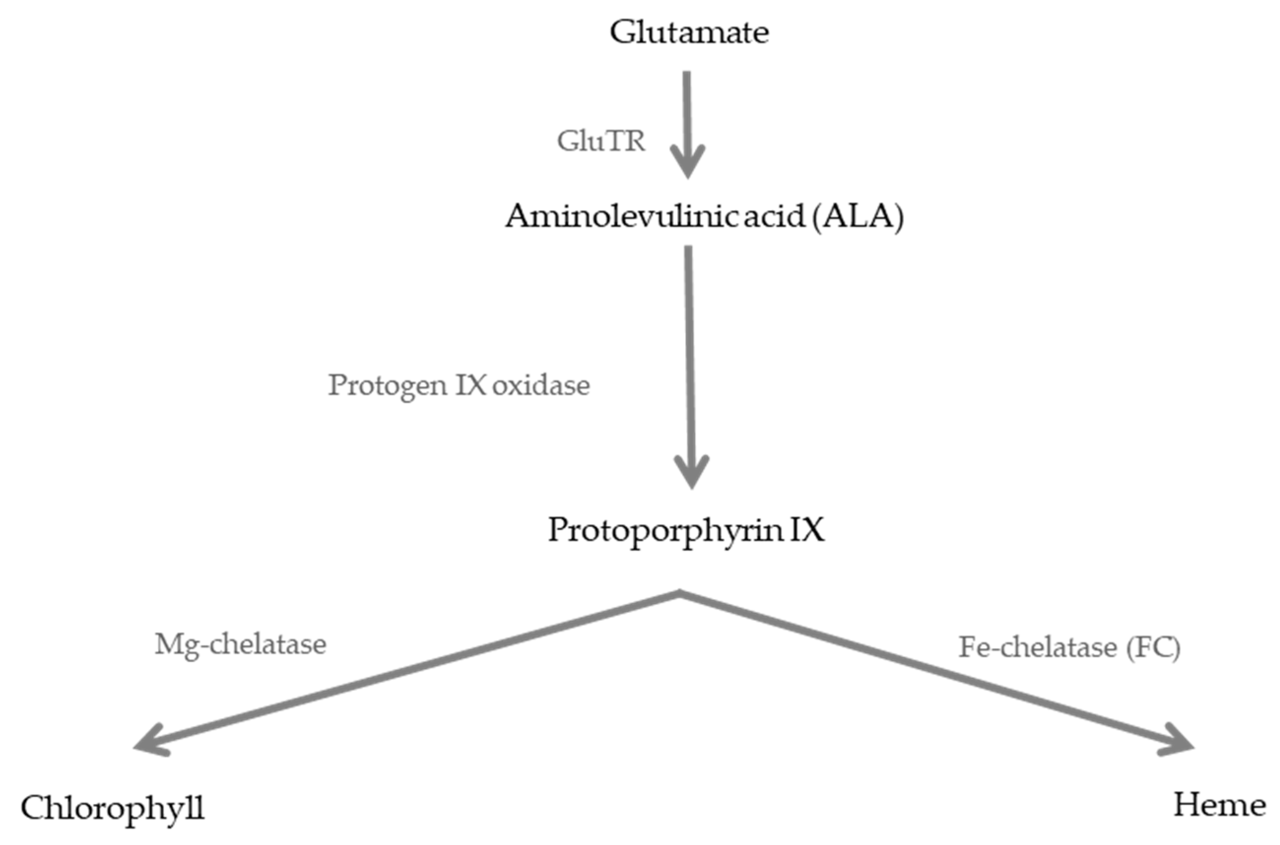 Agronomy 10 01351 g001