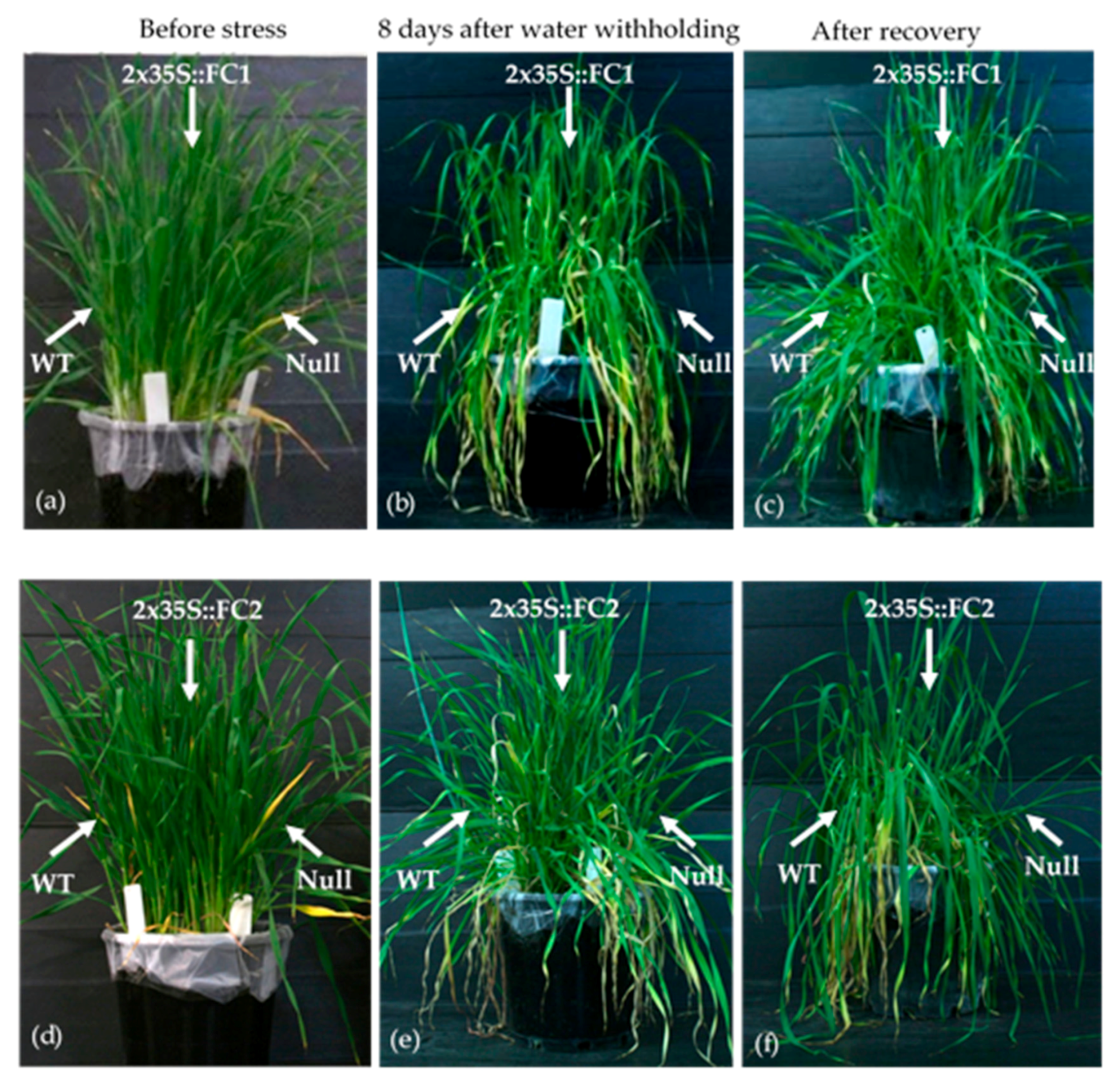 Agronomy 10 01351 g003