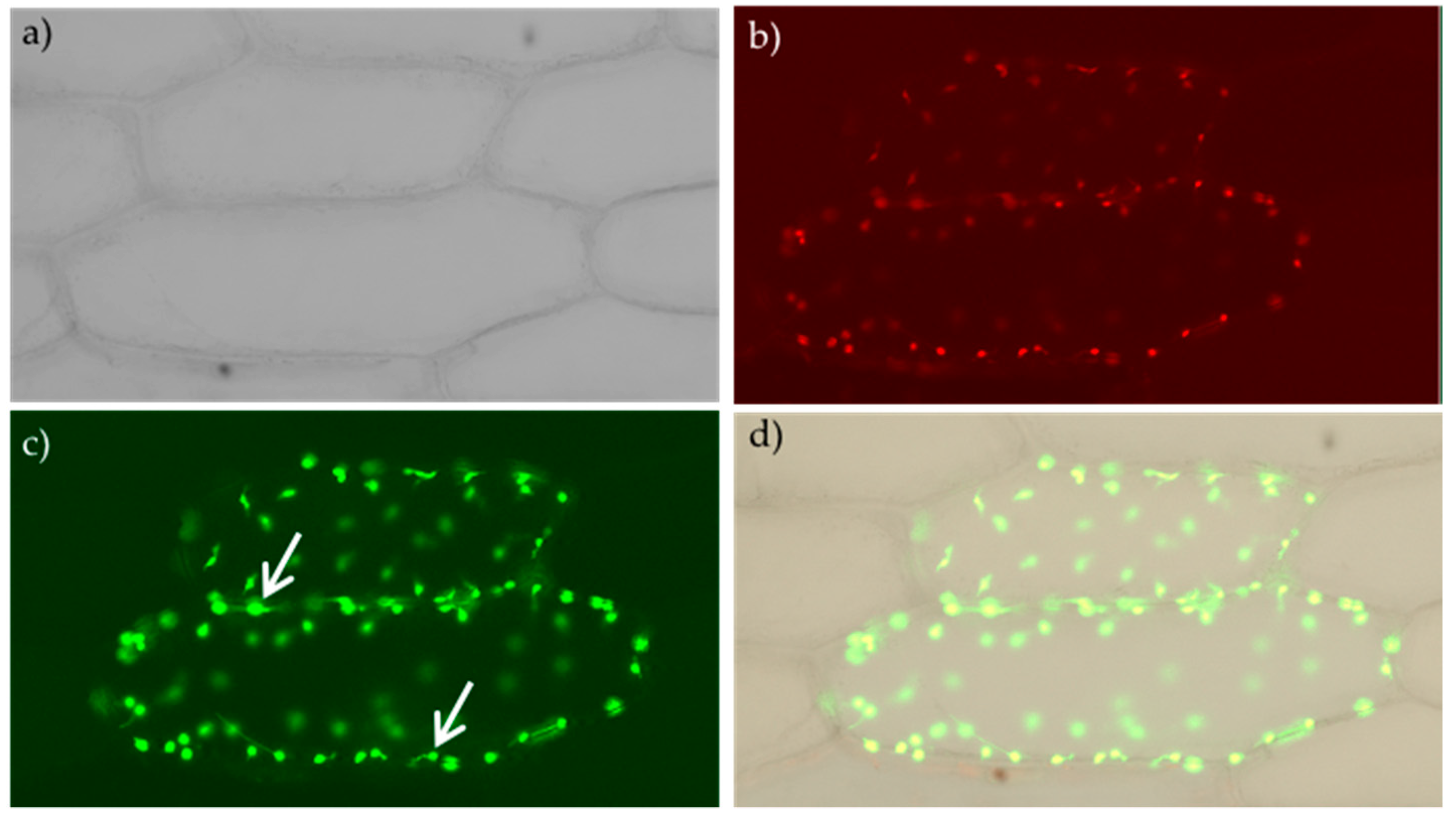 Agronomy 10 01370 g004