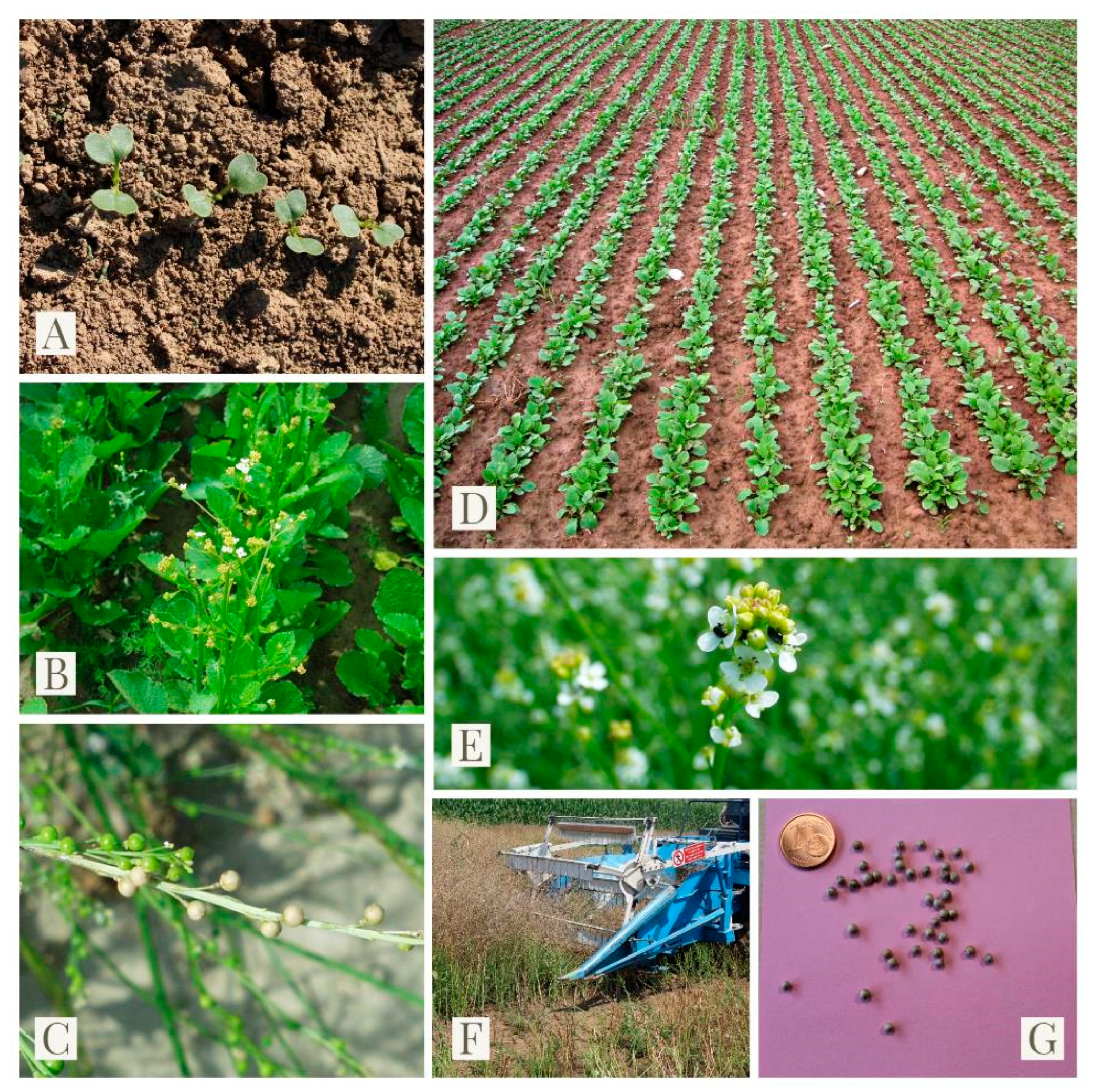 Agronomy 10 01380 g001
