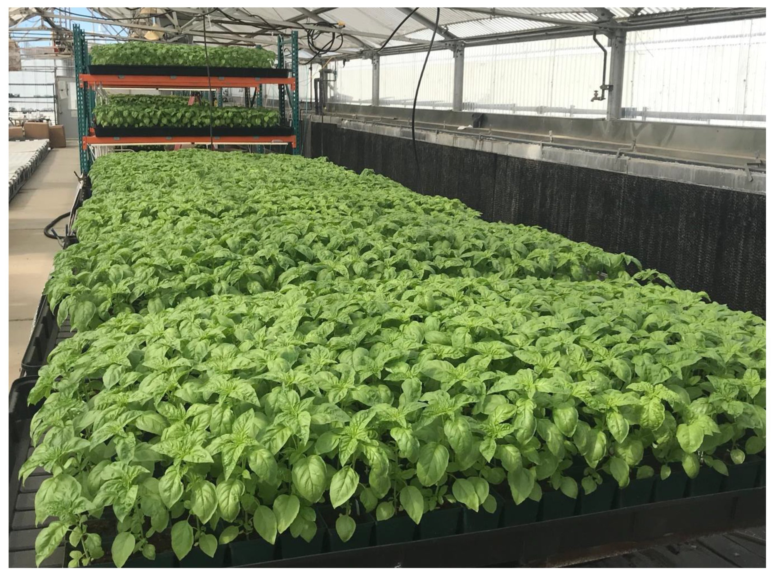 Agronomy 10 01414 g004