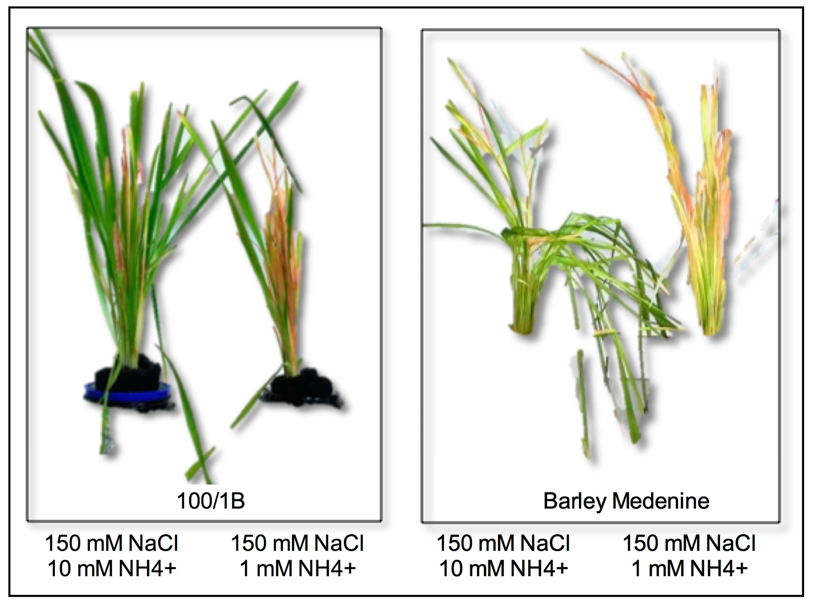 Agronomy 10 01426 g002