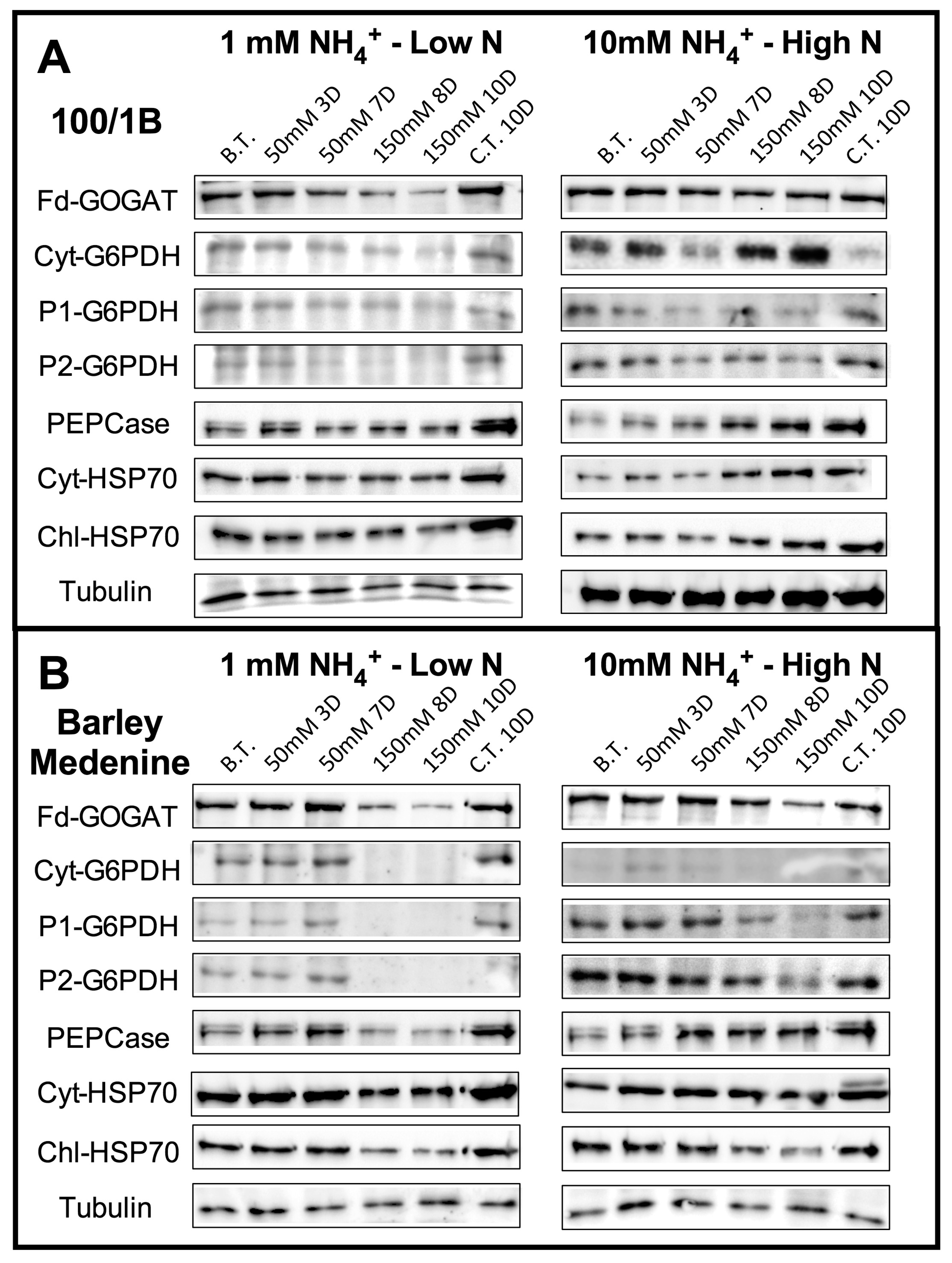 Agronomy 10 01426 g004