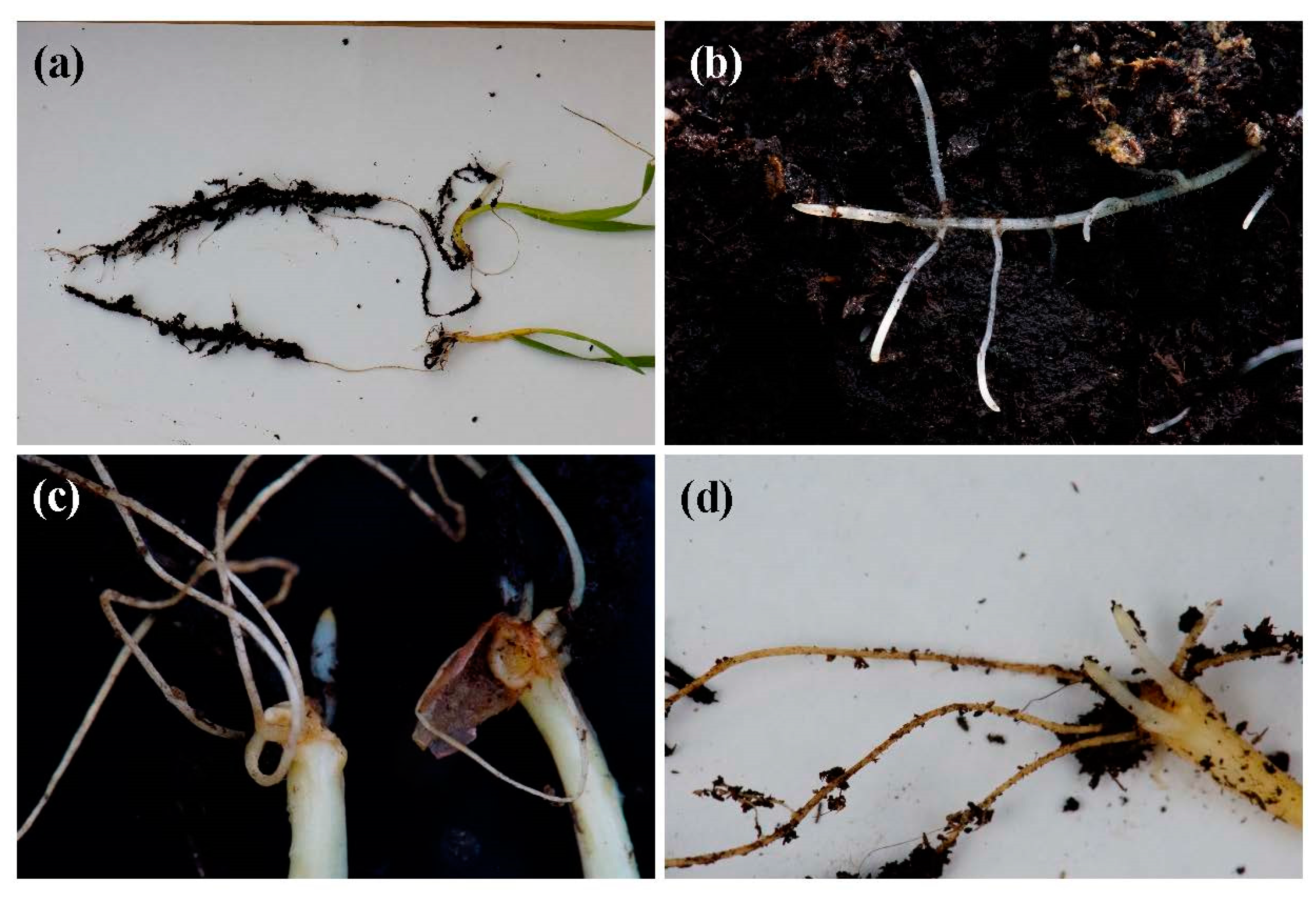Agronomy 10 01427 g006